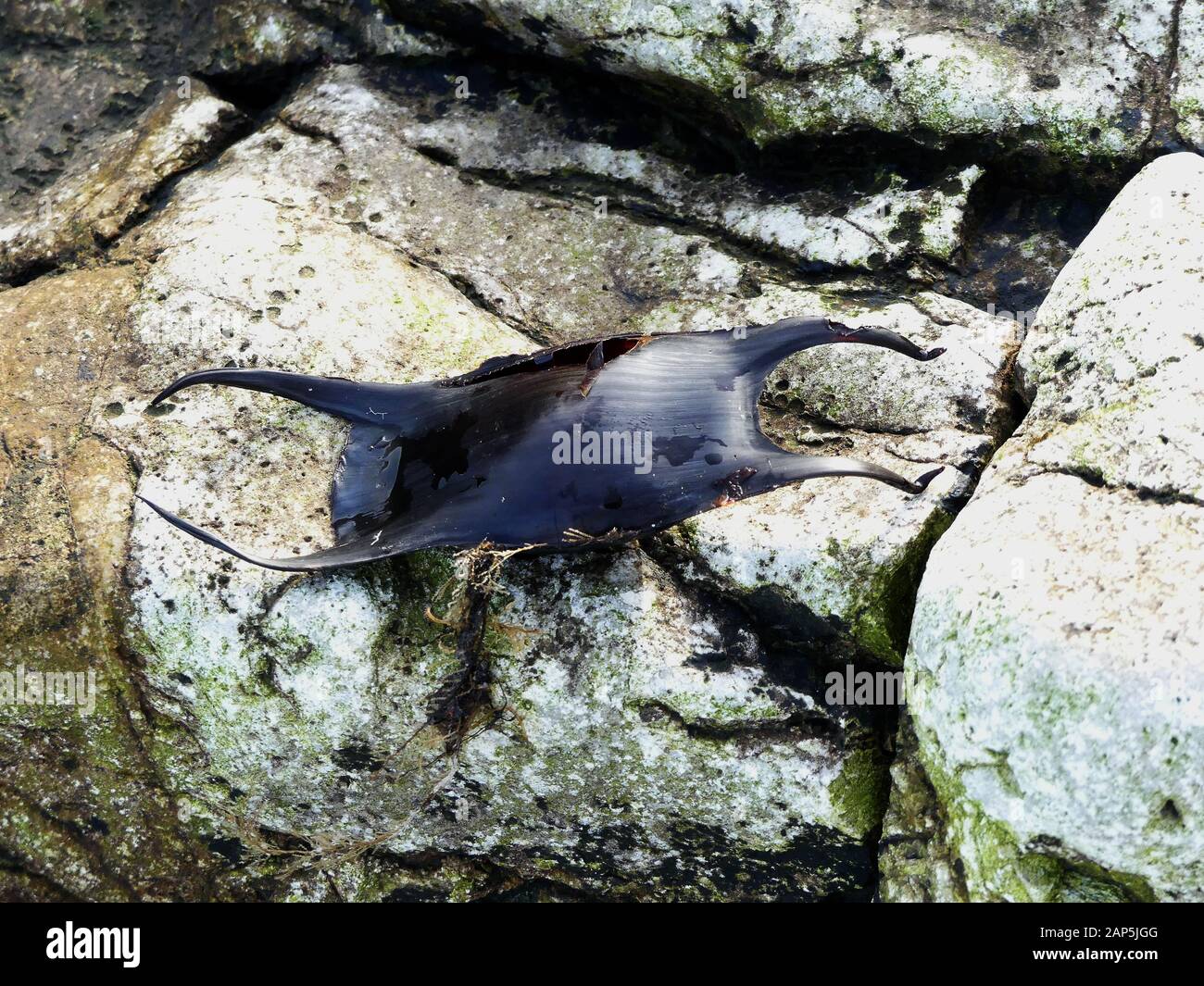 L'uovo vuoto caso del raggio maculato sono spesso lavato a terra dopo il lento sviluppo di embrione ha schiuso. Questi sono spesso chiamati Mermaid il portamonete. Foto Stock