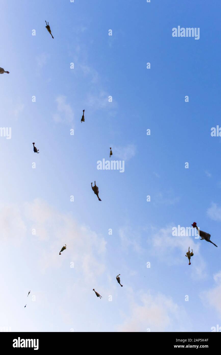 Polli di gomma volanti che si stagliano contro un cielo blu; Foto Stock