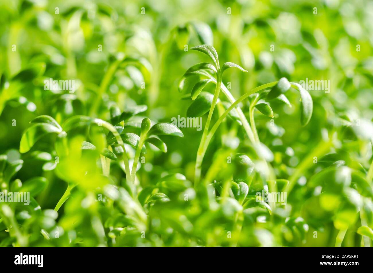 Giardino i germogli di crescione, macro foto di cibo. Vista frontale del crescione, anche pepperwort o peppergrass, Lepidium sativum, una rapida crescita di erbe commestibili. Foto Stock