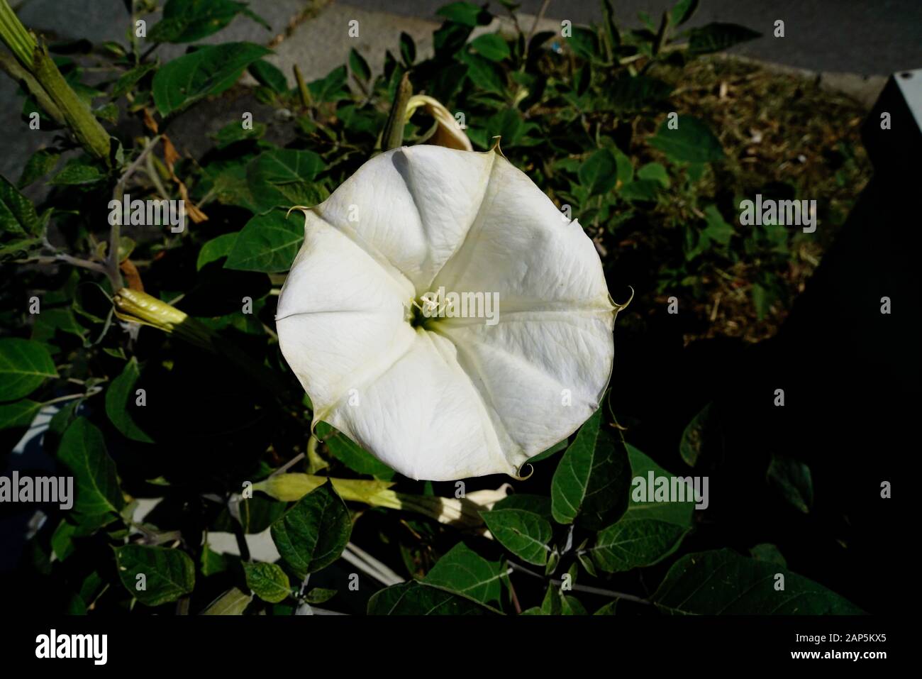 Datura flower è una specie di sostanze velenose vespertine la fioritura delle piante appartenenti alla famiglia delle solanacee, noto anche come Devil's trombe Foto Stock