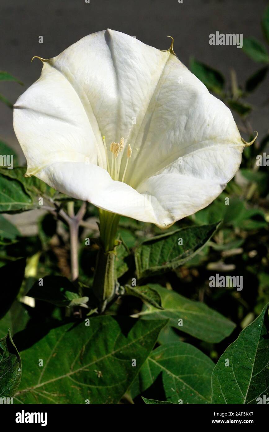 Datura flower è una specie di sostanze velenose vespertine la fioritura delle piante appartenenti alla famiglia delle solanacee, noto anche come Devil's trombe Foto Stock