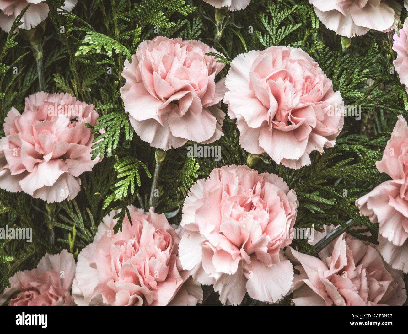 Fiori sfondo con fiori e rosa Foto Stock
