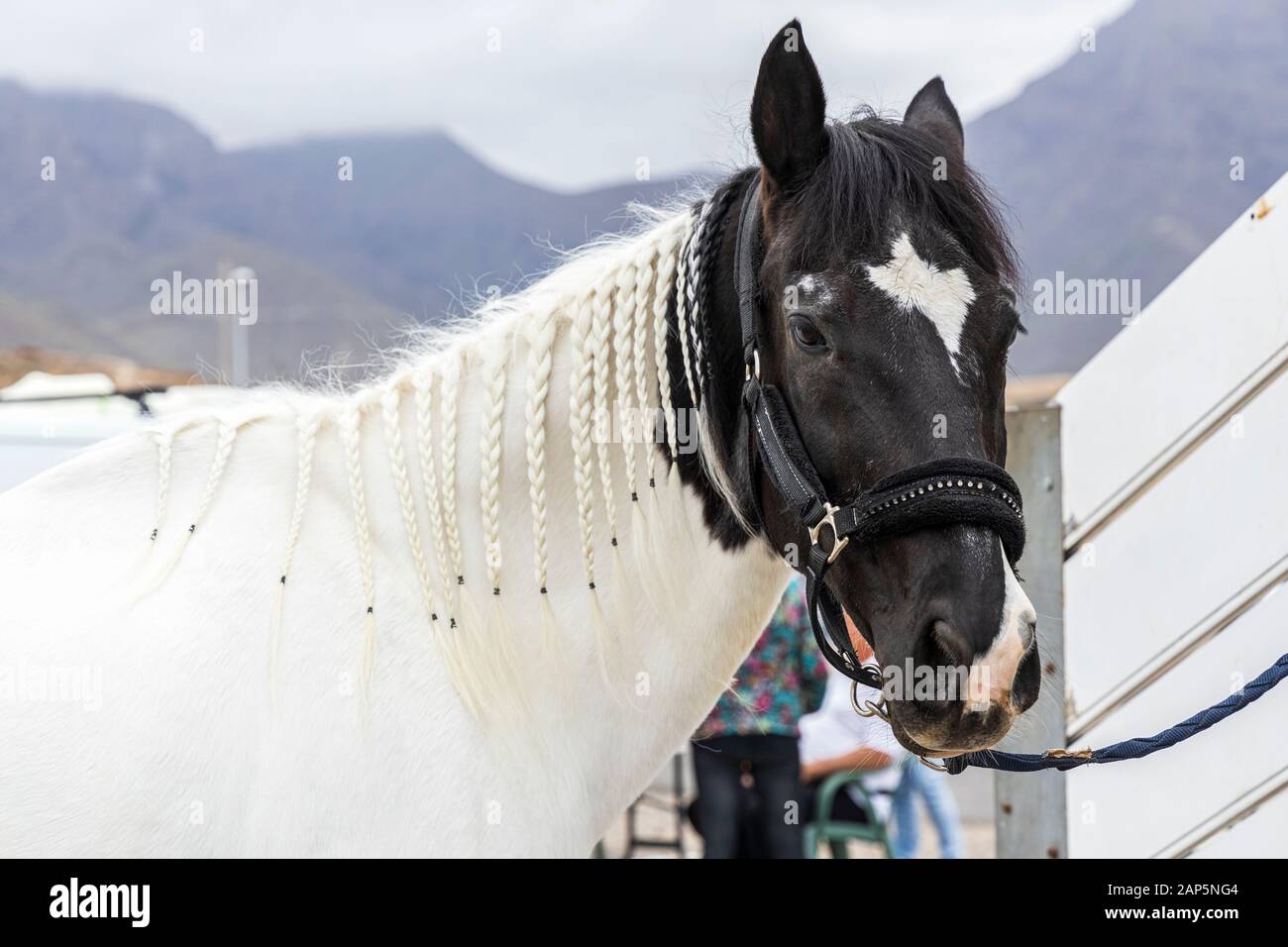 Cavallo con criniera intrecciati a San Sebastian fiesta in La Caleta, Costa Adeje, Tenerife, Isole Canarie. Foto Stock