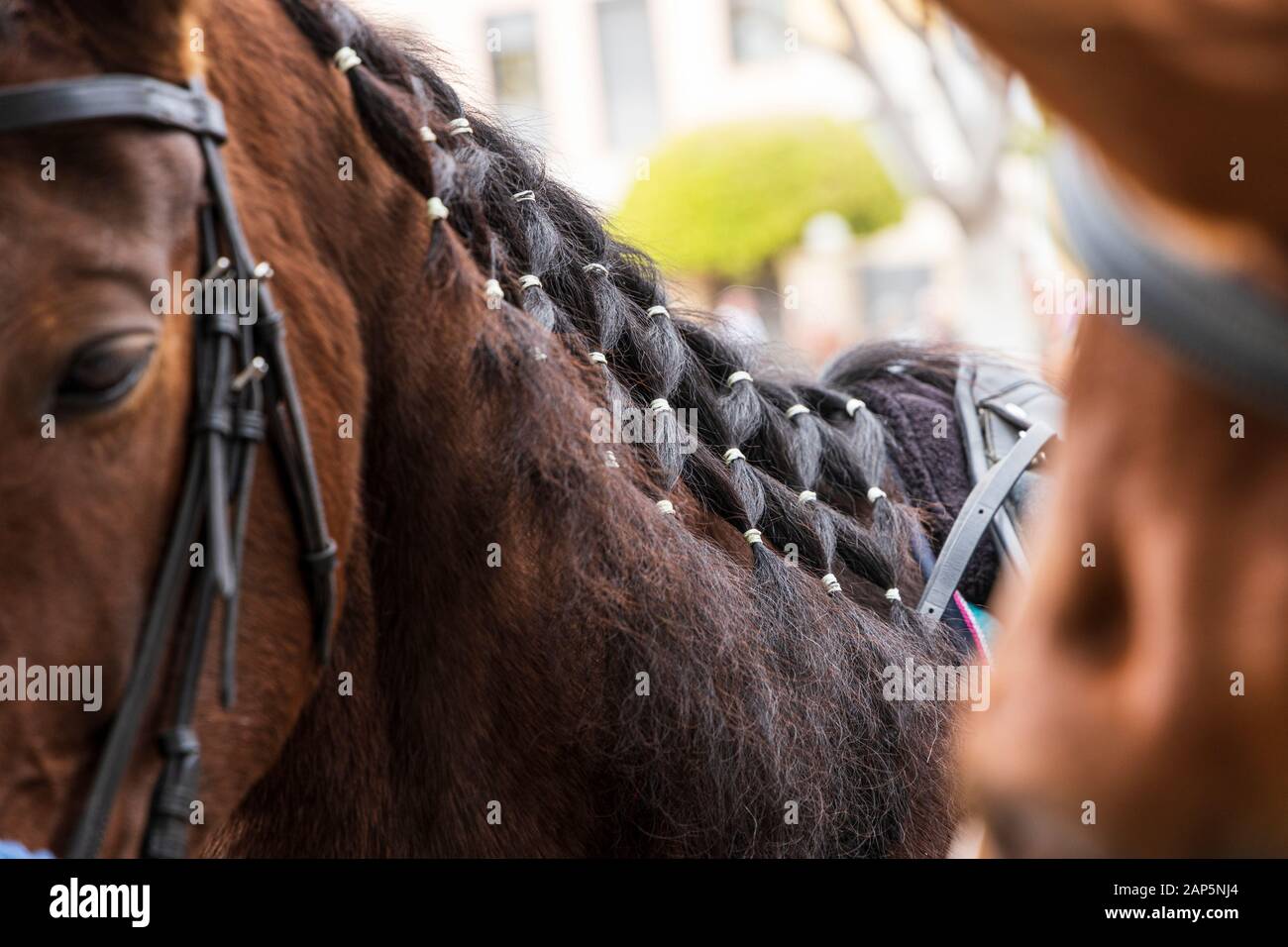 Cavallo con criniera intrecciati a San Sebastian fiesta in La Caleta, Costa Adeje, Tenerife, Isole Canarie. Foto Stock