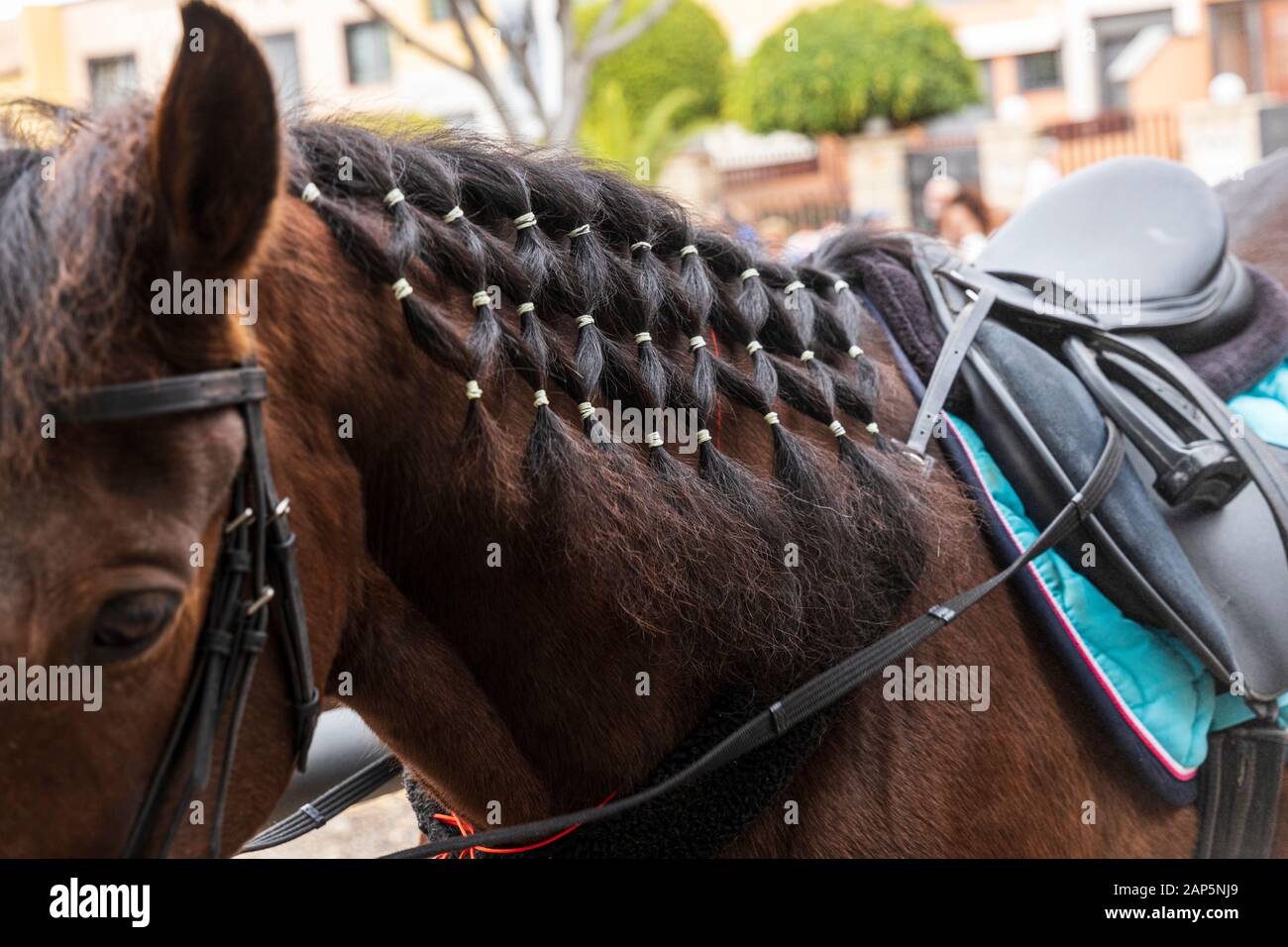 Cavallo con criniera intrecciati a San Sebastian fiesta in La Caleta, Costa Adeje, Tenerife, Isole Canarie. Foto Stock