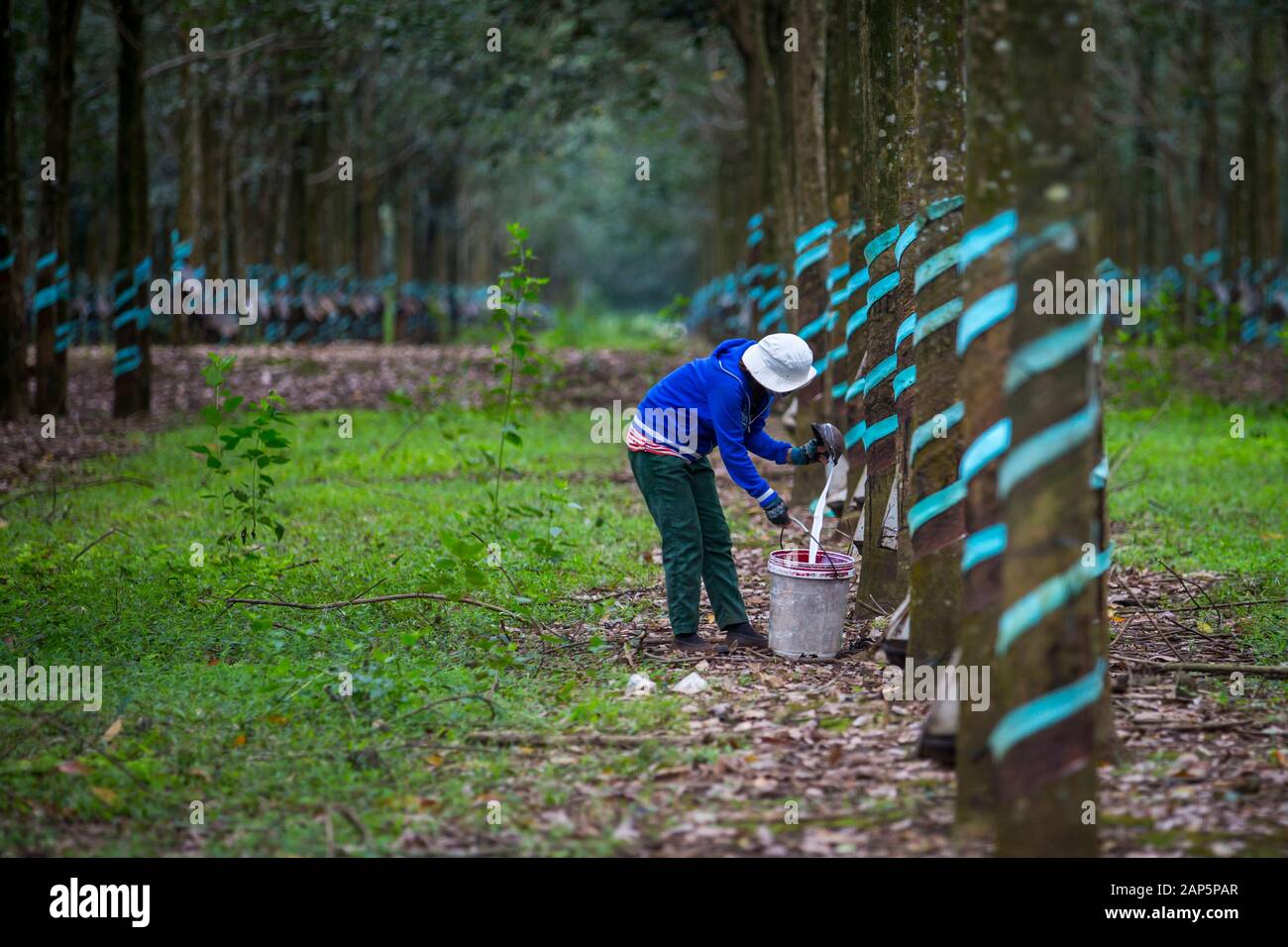 Una donna non identificato il lavoro in gomma di una foresta di alberi di lattice di raccolta. Foto Stock