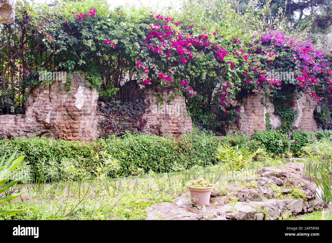 Muro in giardino con fiori in fiore ad Antigua, Guatemala Foto stock - Alamy