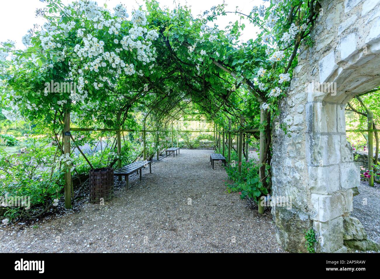Francia, Indre et Loire, Loire Anjou Touraine Parco Naturale Regionale, Lemere, Chateau du Rivau gardens, cortile castello, pergolato coperto con rose 'ch Foto Stock