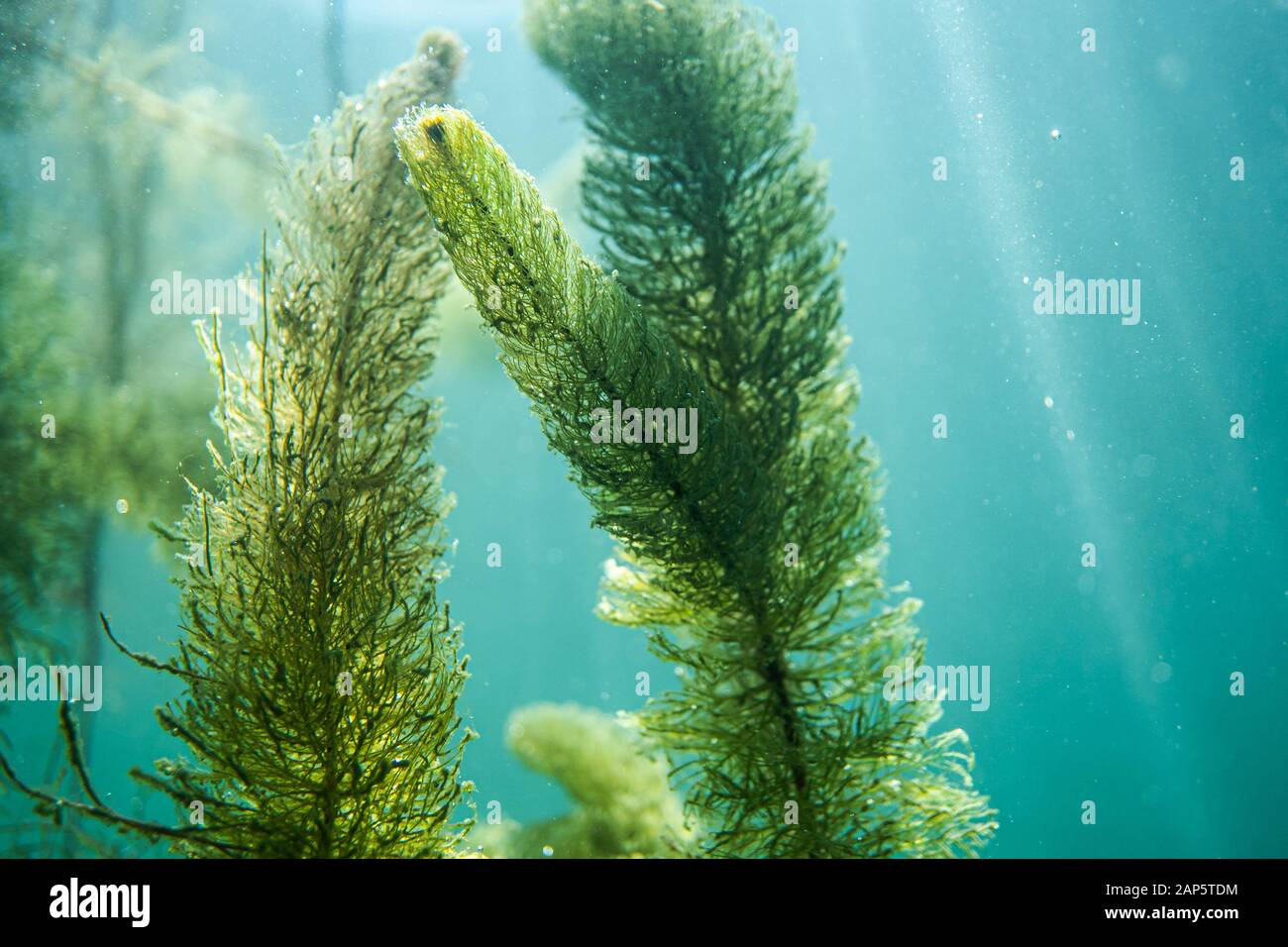 Flora sottomarina. Piante sottomarine di fiumi, laghi, stagno Foto Stock