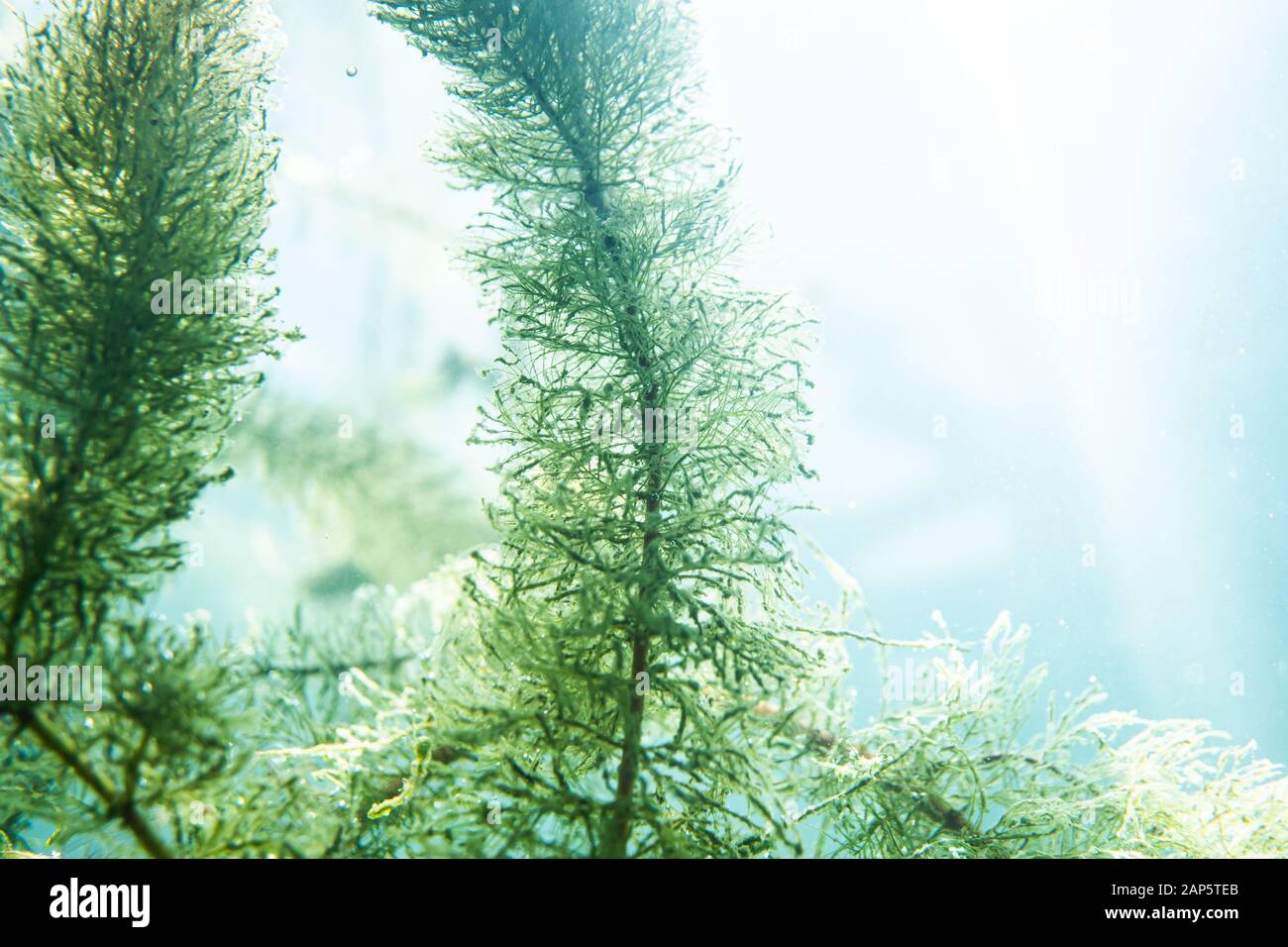 Flora sottomarina. Piante sottomarine di fiumi, laghi, stagno Foto Stock