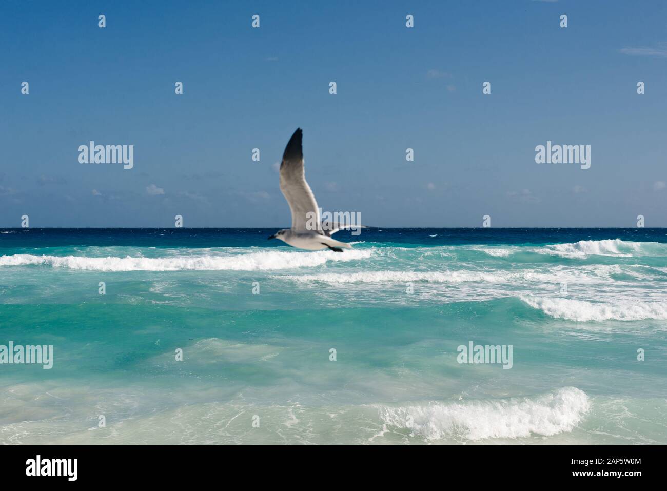 seagull vola lungo l'acqua. Caraibi tropicale turchese spiaggia Cancun, playa del caren, Riviera Maya Messico Foto Stock