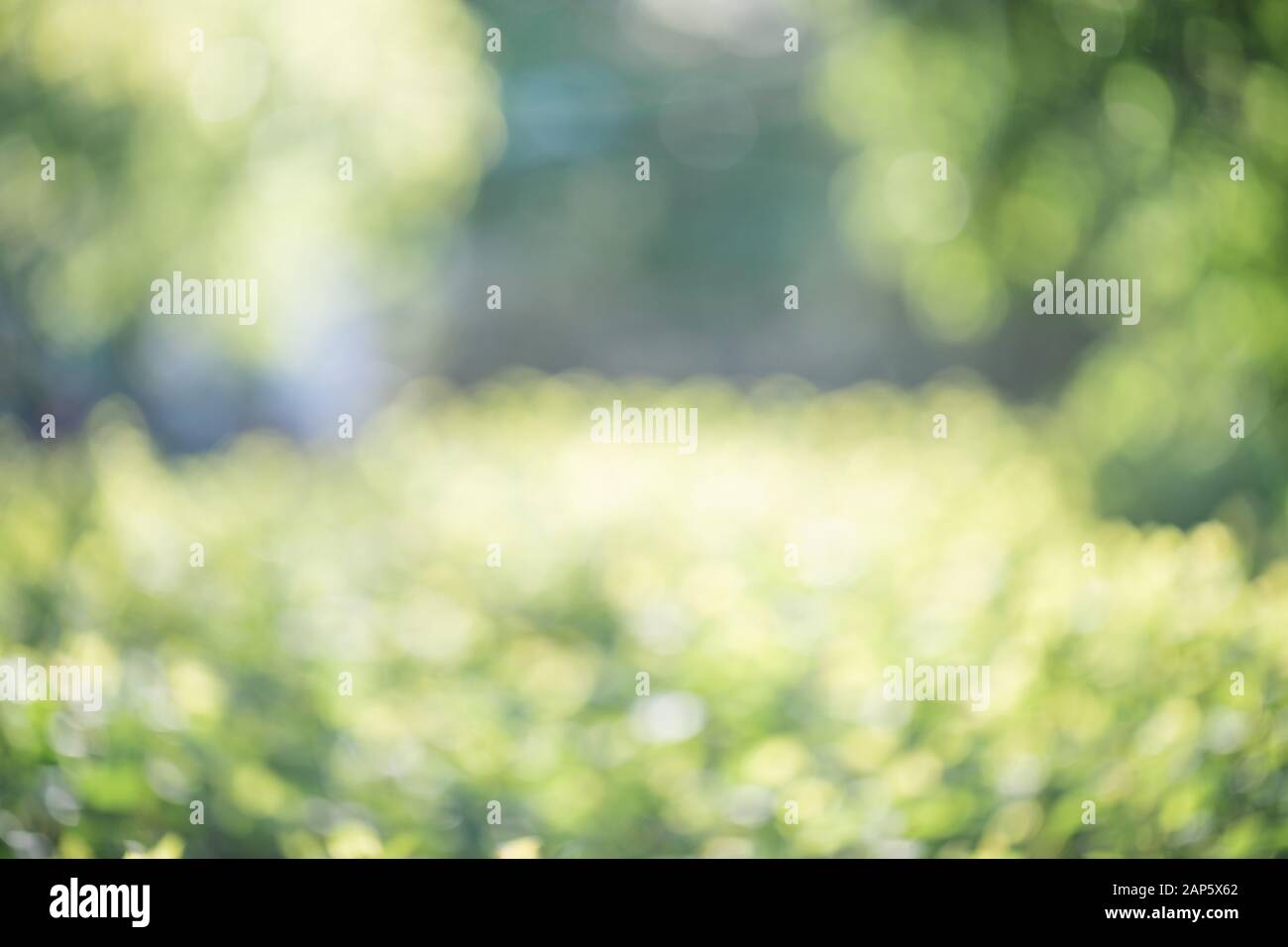 Sfondo verde sfocato del giardino. Luce del sole del mattino, concetto di primavera. Foto Stock
