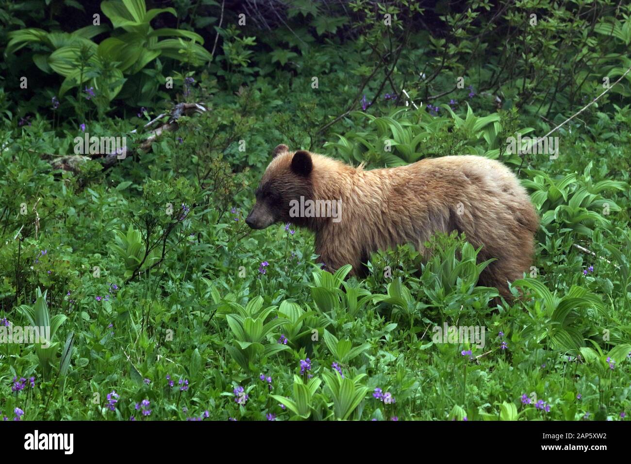 Black Bear in Field Mount Rainier National Park Washington state USA Foto Stock
