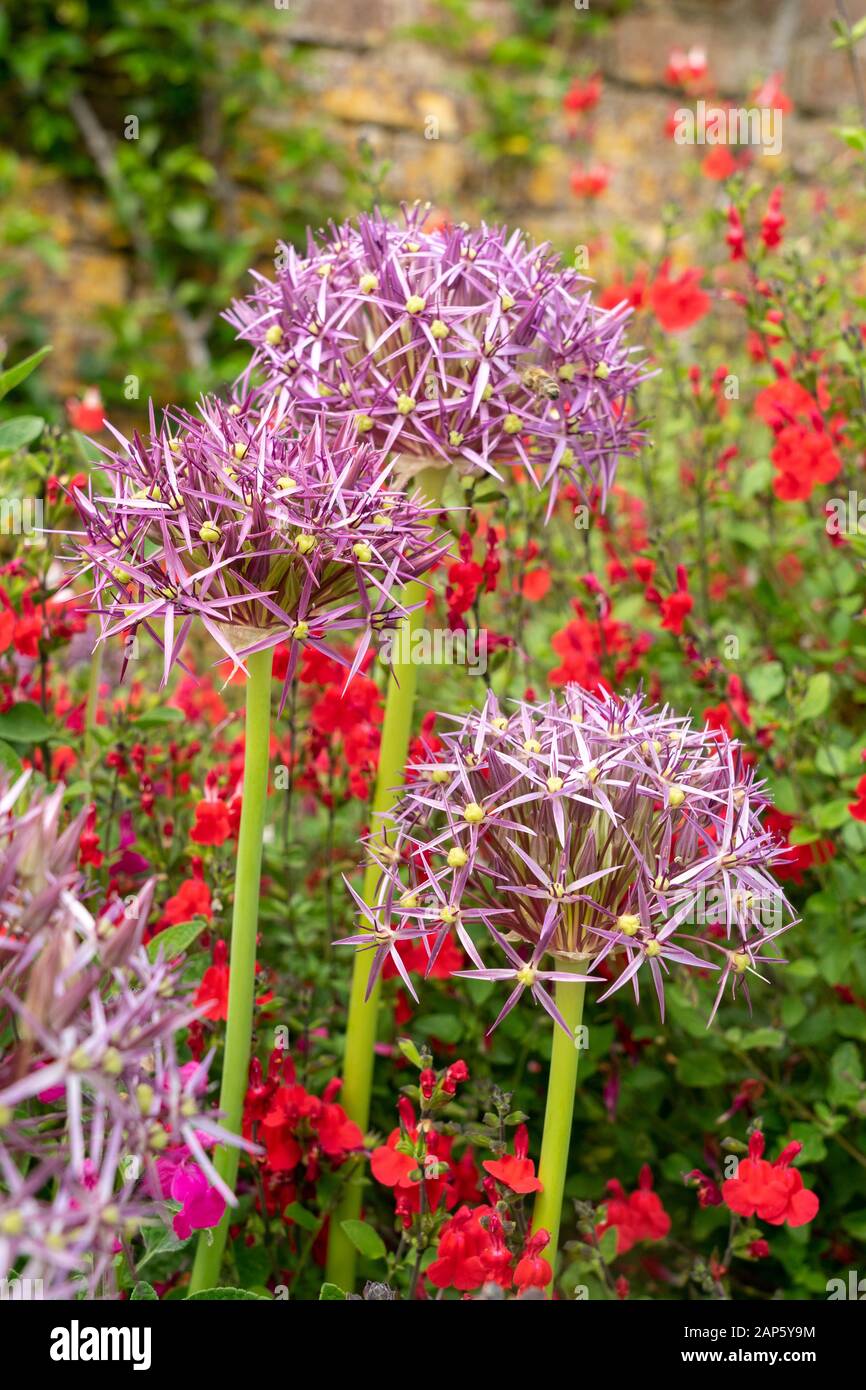 Bella combinazione di impianto di Allium cristophii che sorge sopra un mare di salvias rosso nel bordo dei fiori Foto Stock
