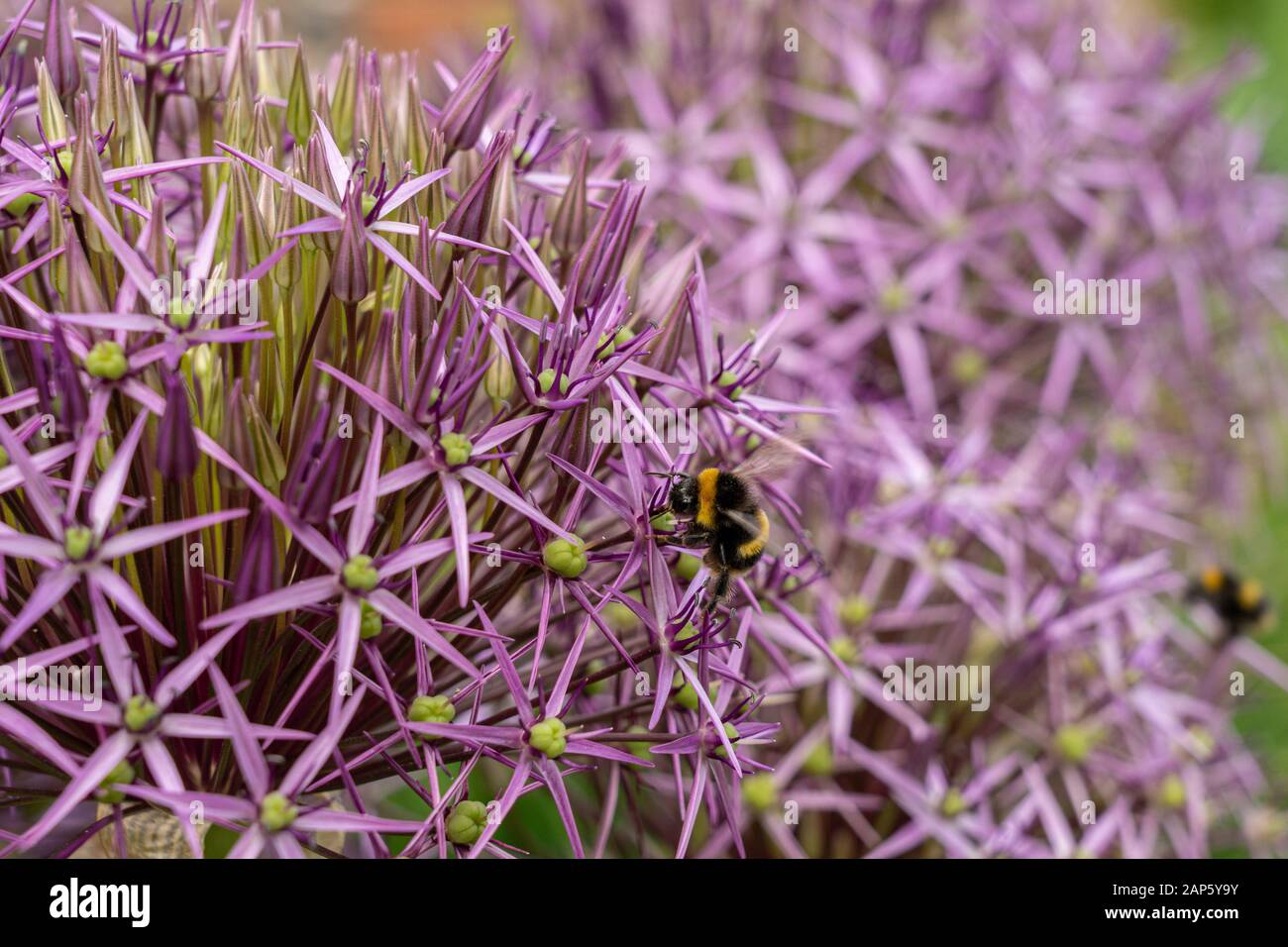 Primo piano dei fiori viola di Allium cristophii (christophii), Stella di Persia, con l'alimentazione delle api bumble Foto Stock