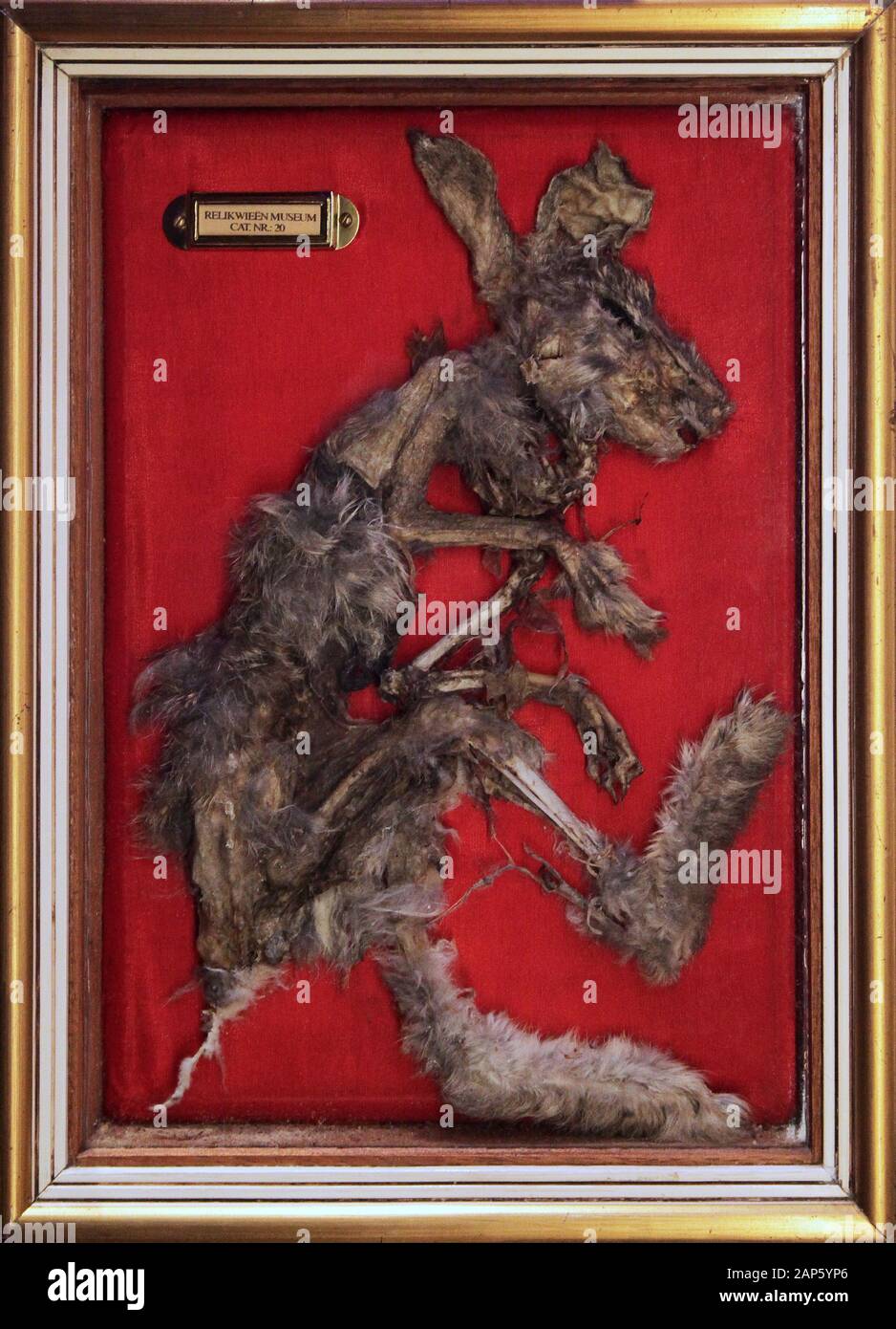 Oryctolagus cuniculus.Il coniglio un piccolo mammifero nella famiglia leporidi dell'ordine leporidi Foto Stock
