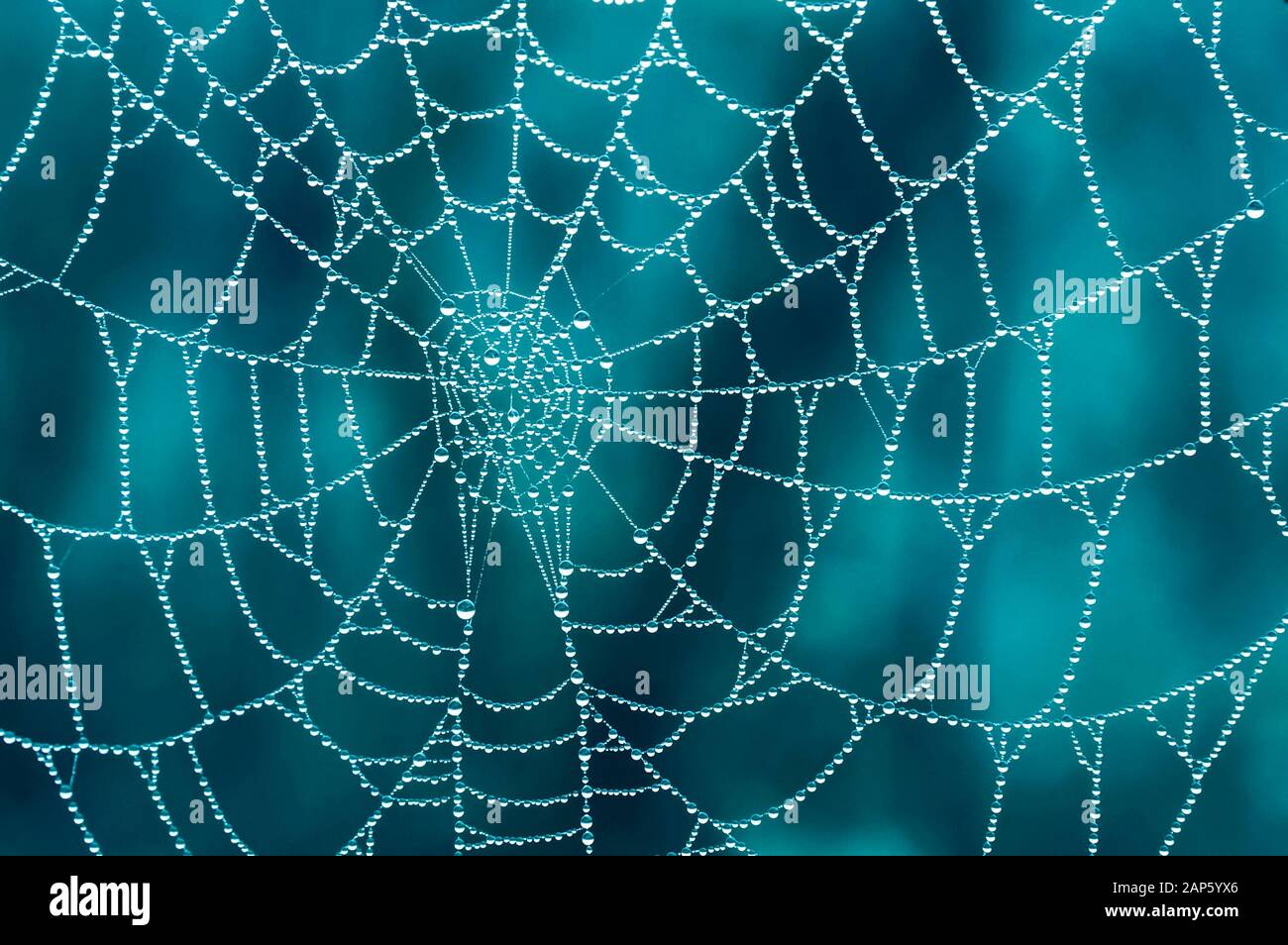 Macro ragno web con gocce di rugiada in primo piano con uno sfondo blu Foto Stock