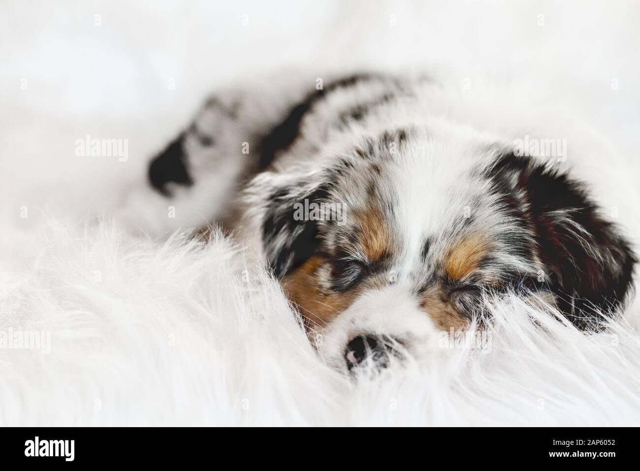 Cute litte 8 settimane vecchio sdraiato su un soffice tappeto bianco, suono addormentato. Focus selettivo sul sonno australiano Pastore cucciolo volto. Foto Stock