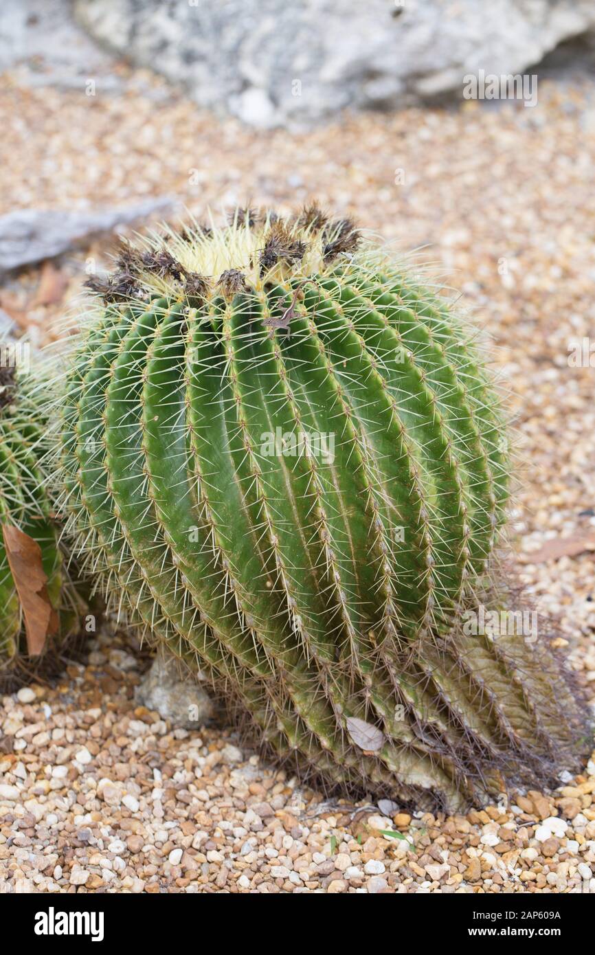 Echinocactus grusonii cactus. Foto Stock
