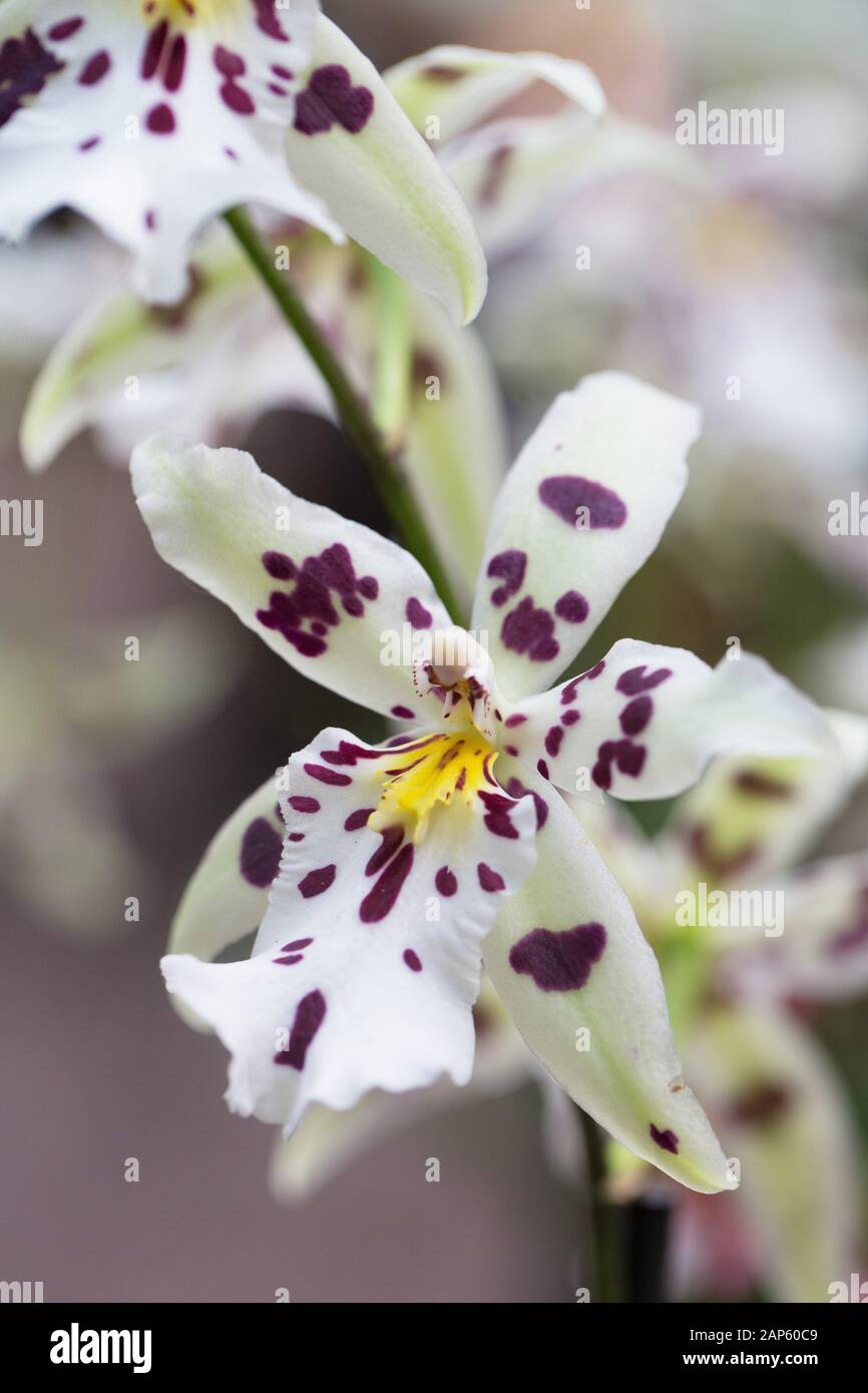 Tropic Lily 'Hilo nave spaziale' ORCHIDEA. Foto Stock