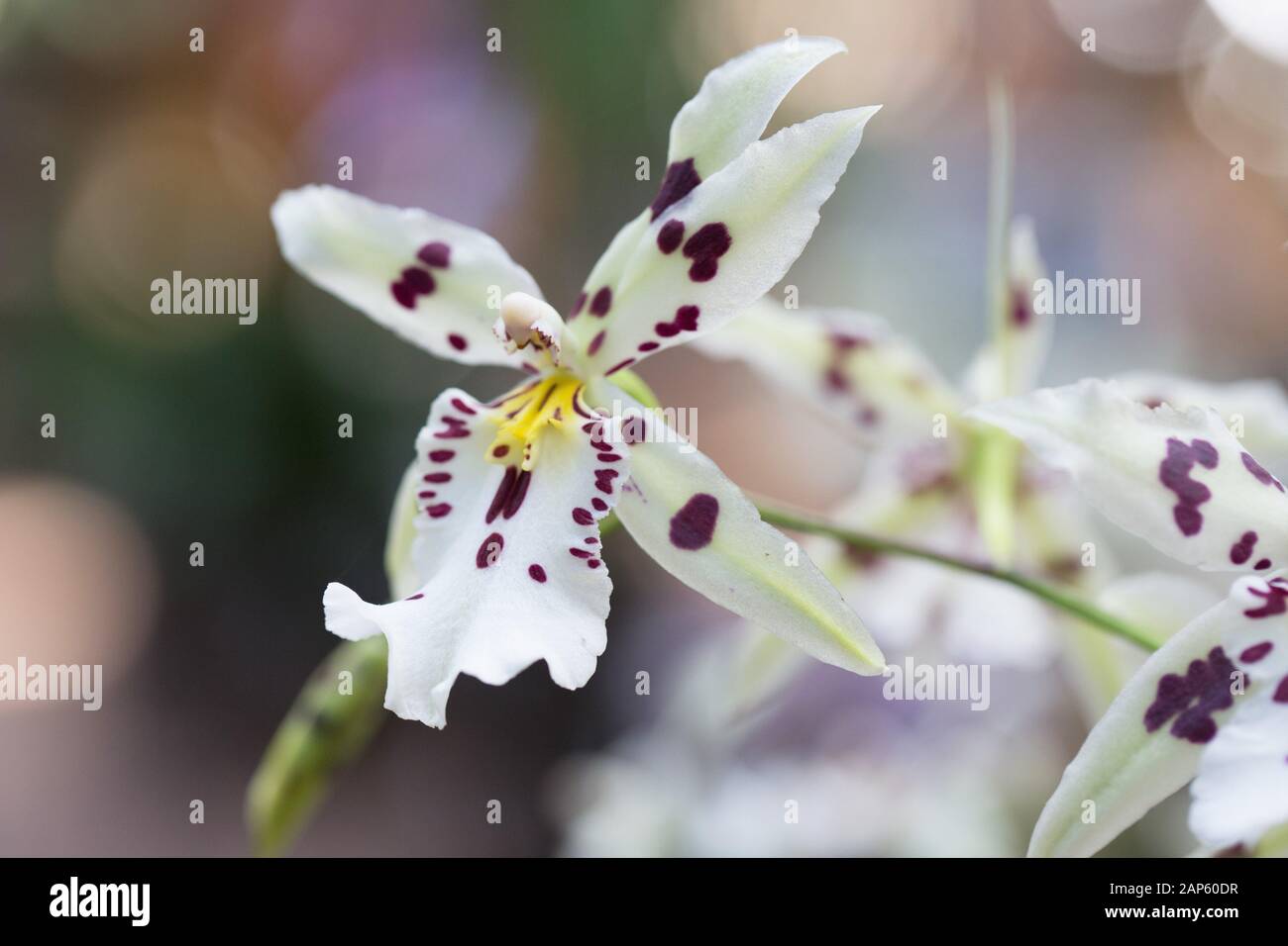 Tropic Lily 'Hilo nave spaziale' ORCHIDEA. Foto Stock