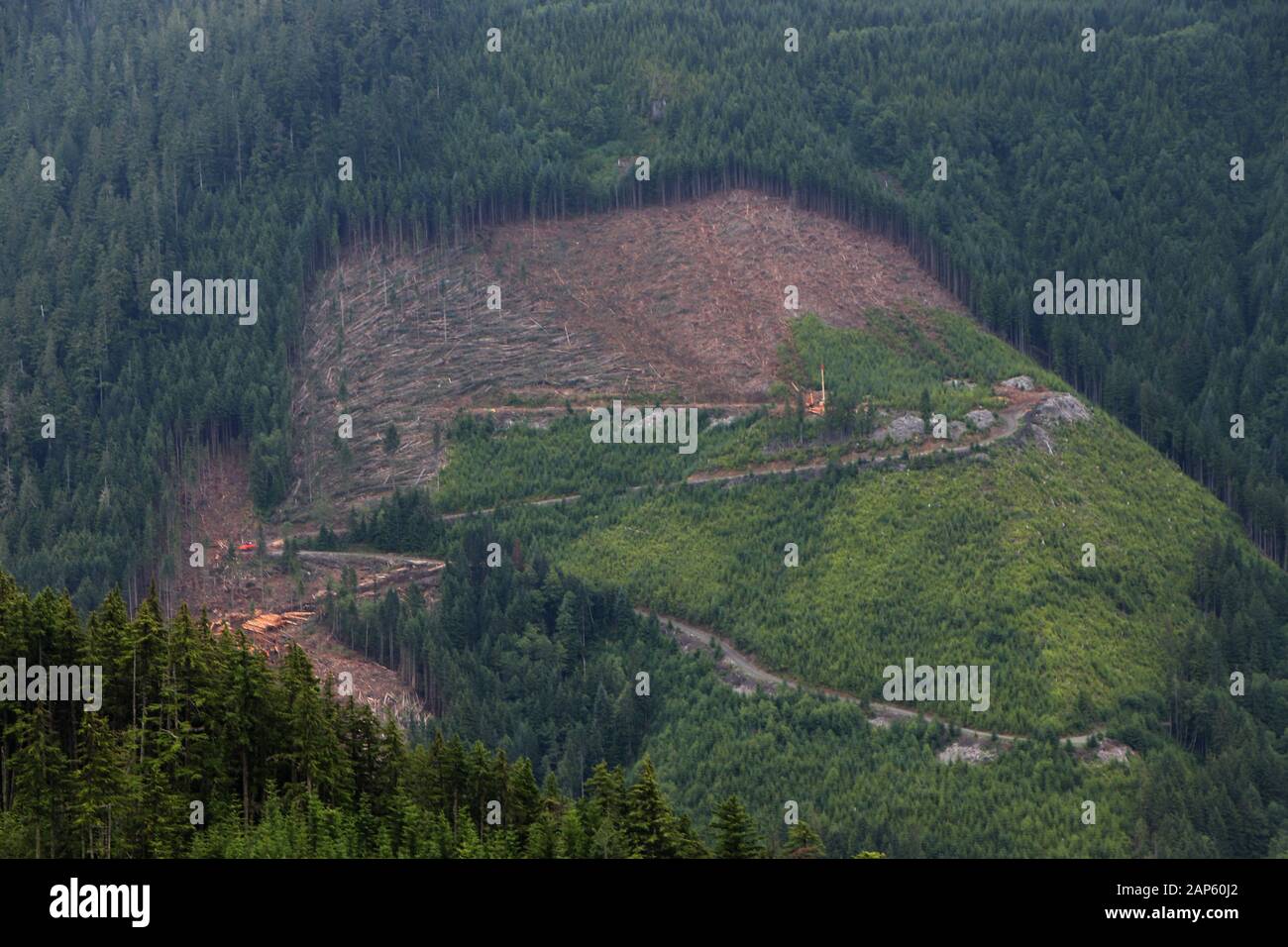 Aereo di drone Clear taglio logging Penisola olimpica Foto Stock