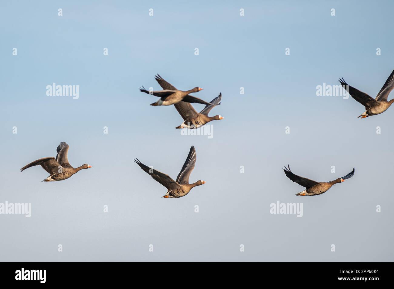 Un branco di oche di migrazione volare in formazione. In silhouette contro blu cielo chiaro. Italia Foto Stock