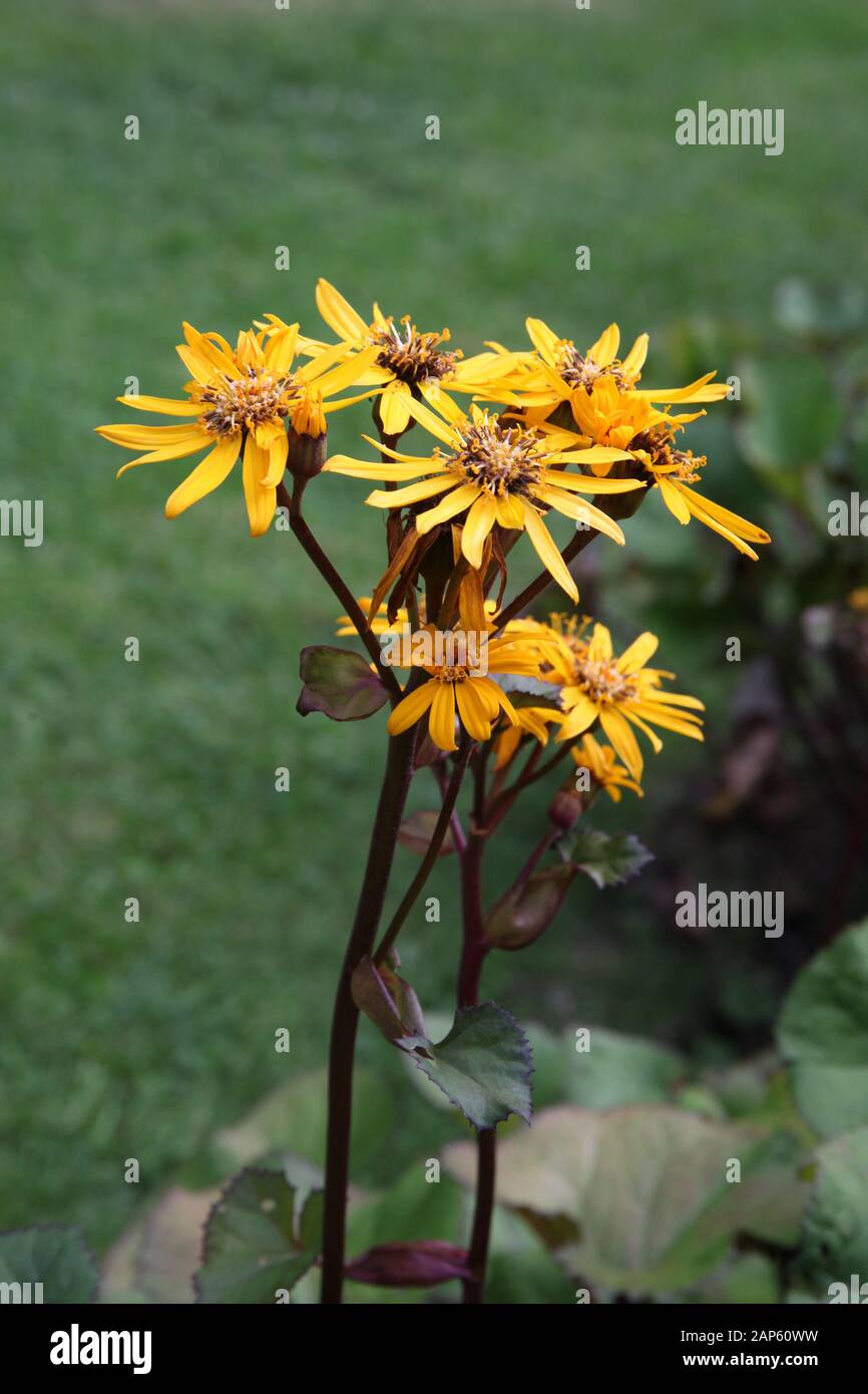 semi Ligularia x palmatiloba-Foglia di Palma ligularia-Hardy perenne 50
