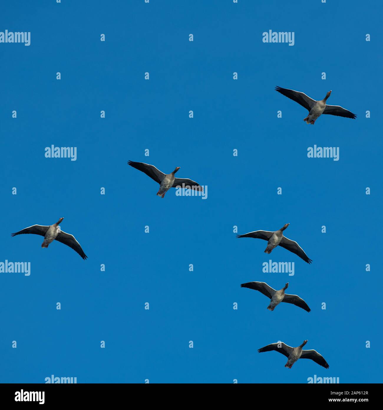 Un gregge di migrazione graylag oche in volo in formazione. In silhouette contro blu cielo chiaro. Italia Foto Stock