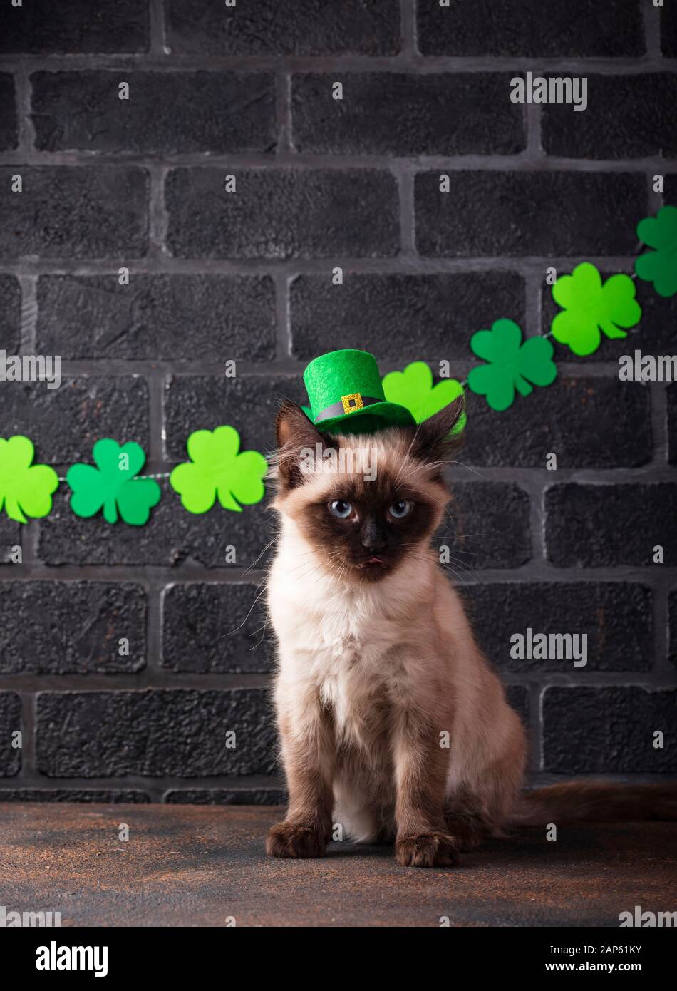 Gatto divertente in cappello verde leprechaun Foto Stock