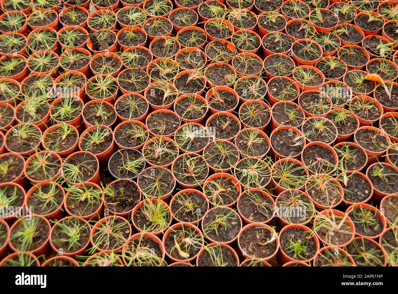 Schema astratto di molte piante giovani in vasi di plastica affollati insieme. Foto Stock