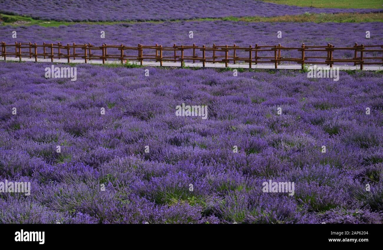 Nel mese di luglio il colore e il profumo della lavanda rende il calore estivo più piacevole Foto Stock