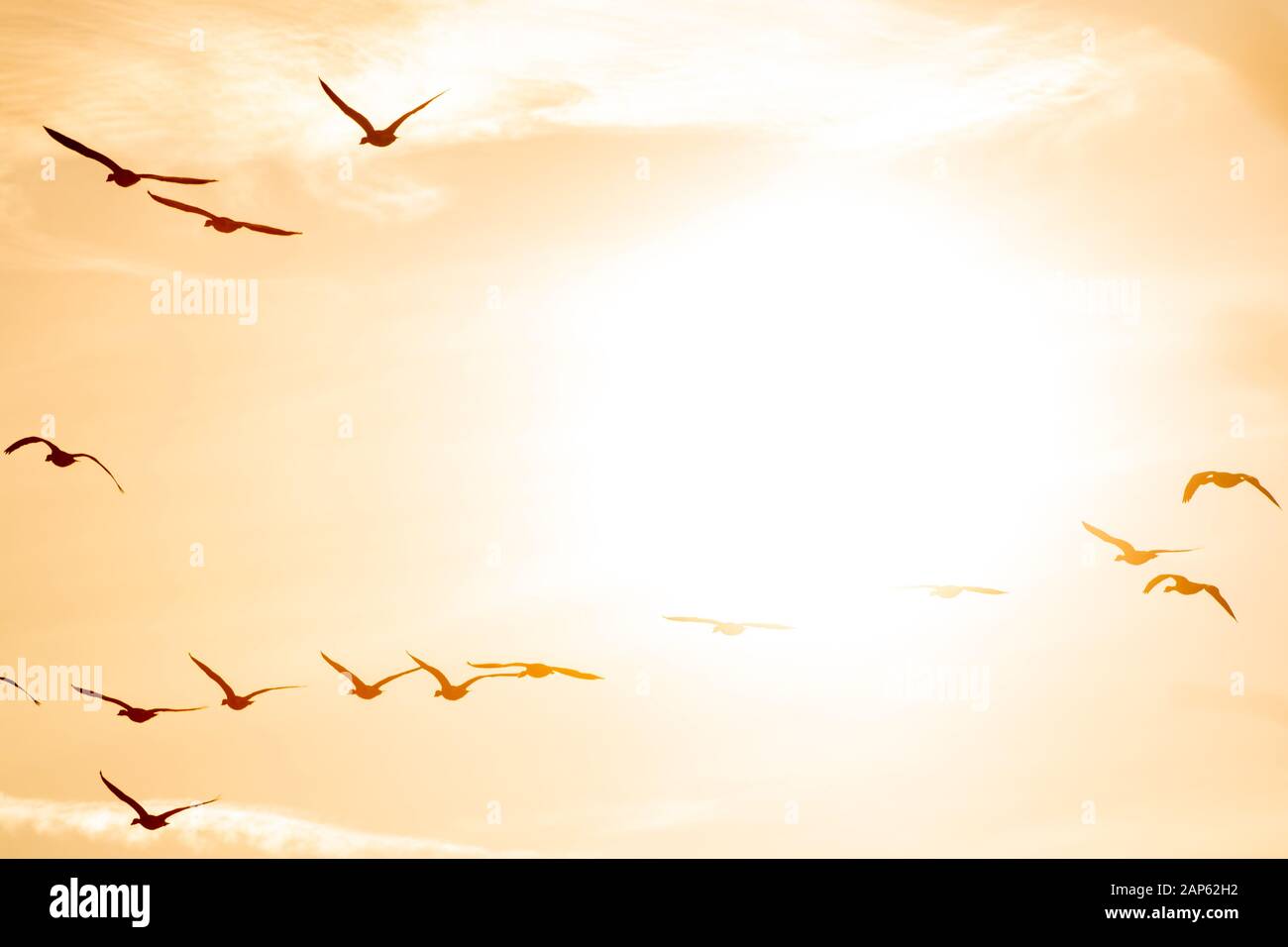 Un branco di oche di migrazione volare in formazione. In silhouette contro il tramonto. Italia Foto Stock