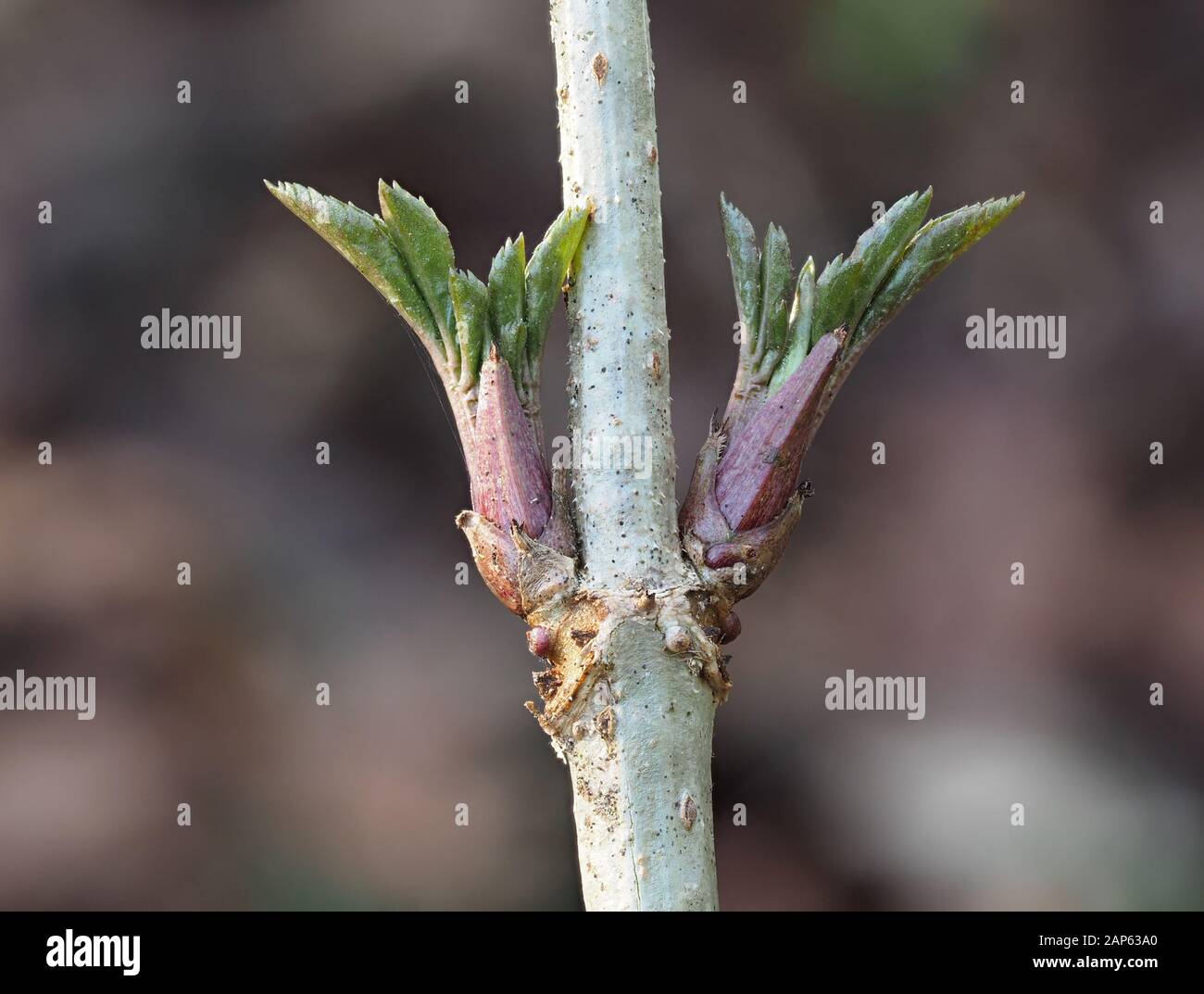 Nuove foglie di anziano (Sambucus nigra) germogliando dalle gemme in gennaio Foto Stock