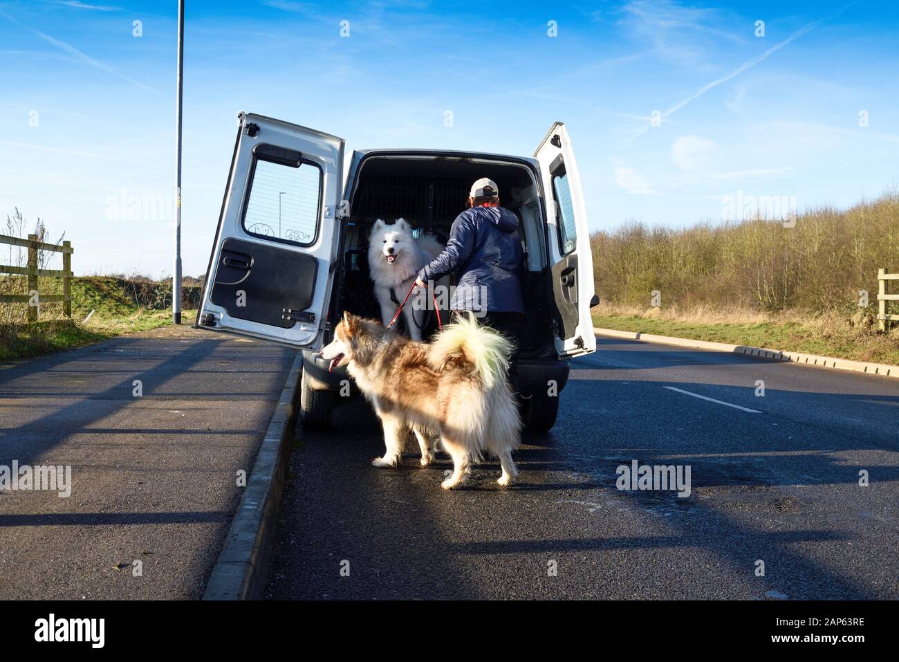 Professional dog walker con Alaskan Malamute Samoiedo e razze. Foto Stock