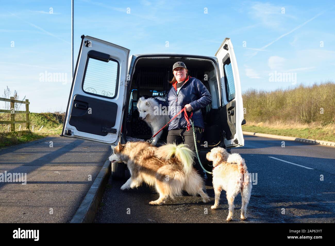 Professional dog walker con Alaskan Malamute Samoiedo e razze. Foto Stock