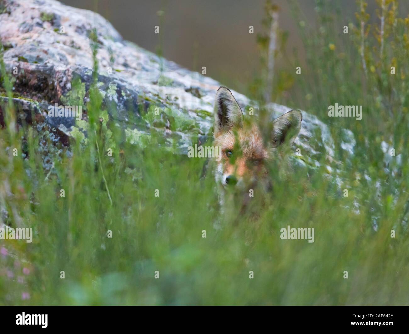 ZORRO COMUN O ROJO - VOLPE ROSSA - VULPES VULPES Foto Stock