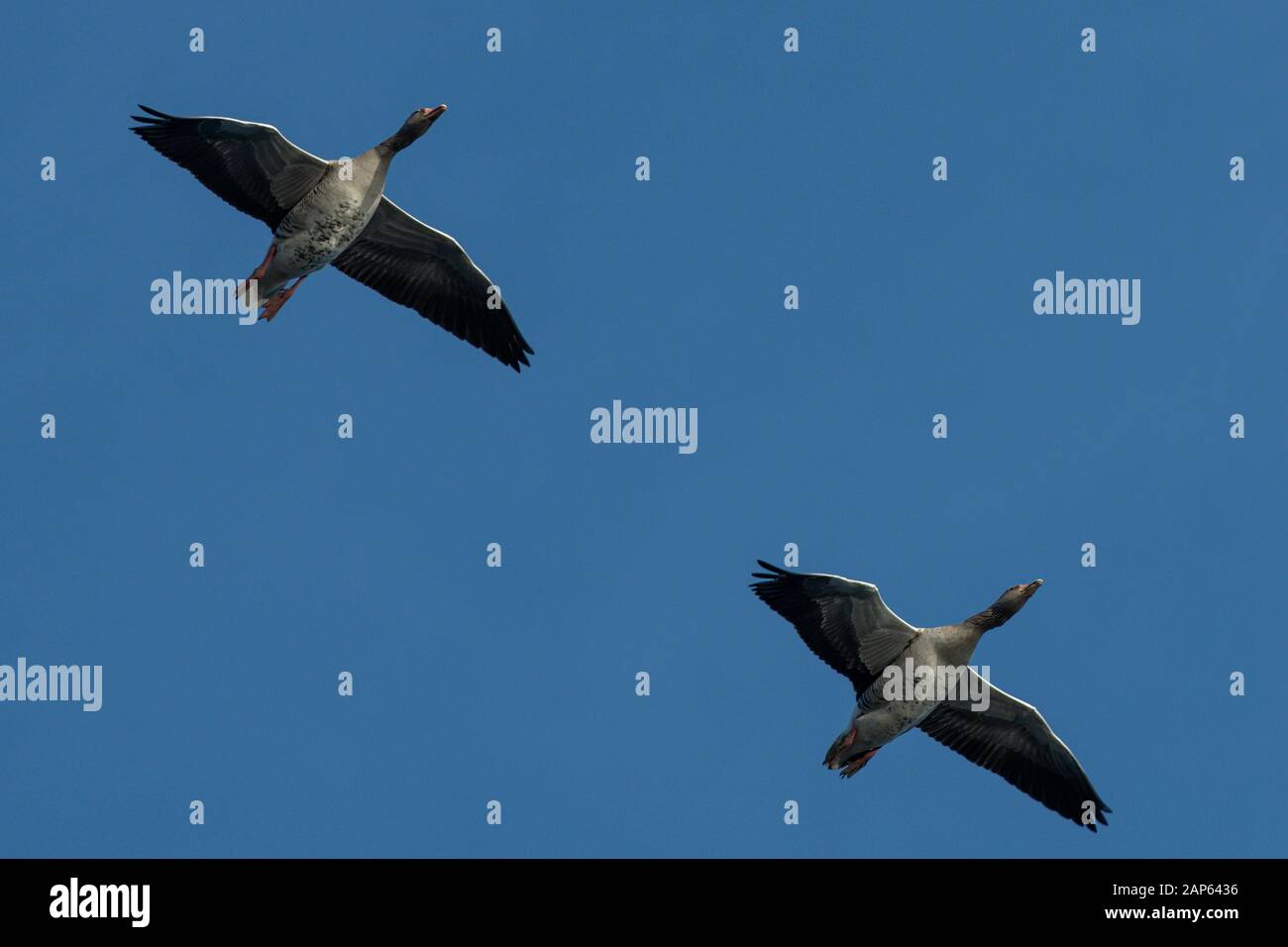 Un gregge di migrazione graylag oche in volo in formazione. In silhouette contro blu cielo chiaro. Italia Foto Stock