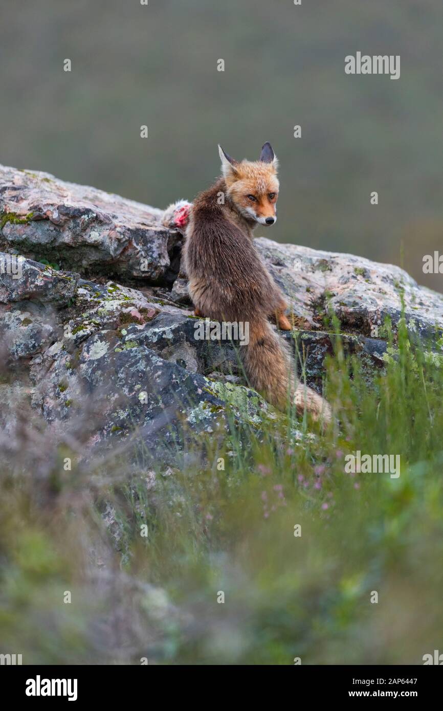 ZORRO COMUN O ROJO - VOLPE ROSSA - VULPES VULPES Foto Stock