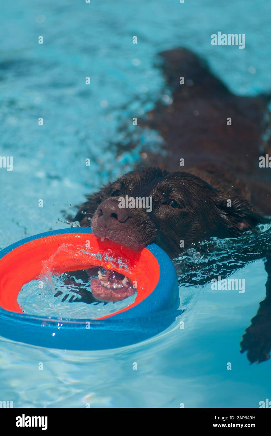 Un cane giocoso morde un giocattolo della piscina mentre nuotano. Foto Stock