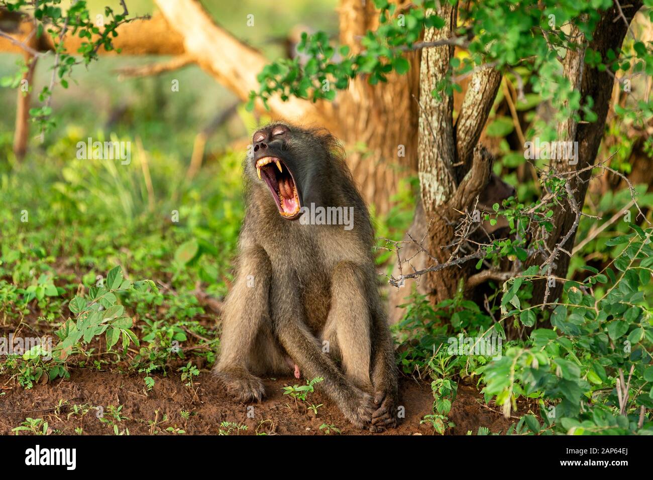 Maschio Chacma Baboon sbadiglio e mostrando grandi denti nel Kruger National Park Foto Stock