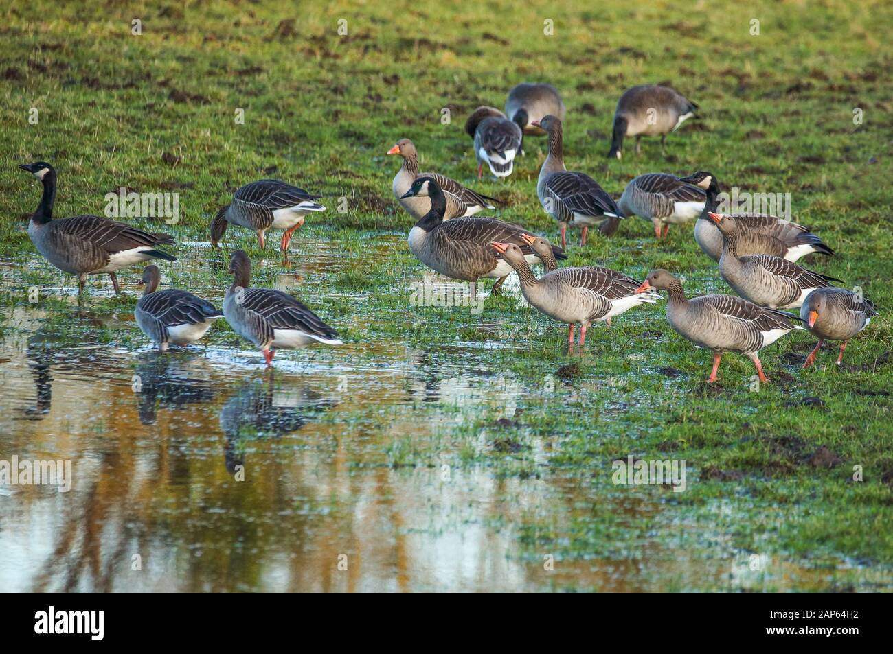 Dopo una lunga stagione piovosa, sul prato si formarono laghi relativamente grandi, che amano usare le oche. Foto Stock