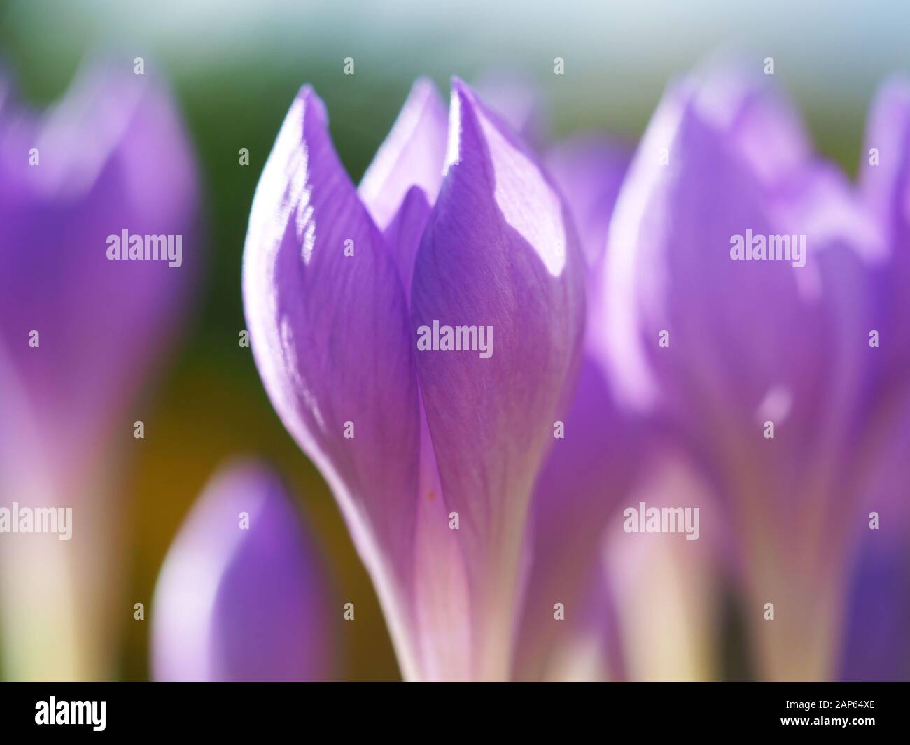 Closeup di piccoli fiori di croco con delicati petali di porpora malva Foto Stock