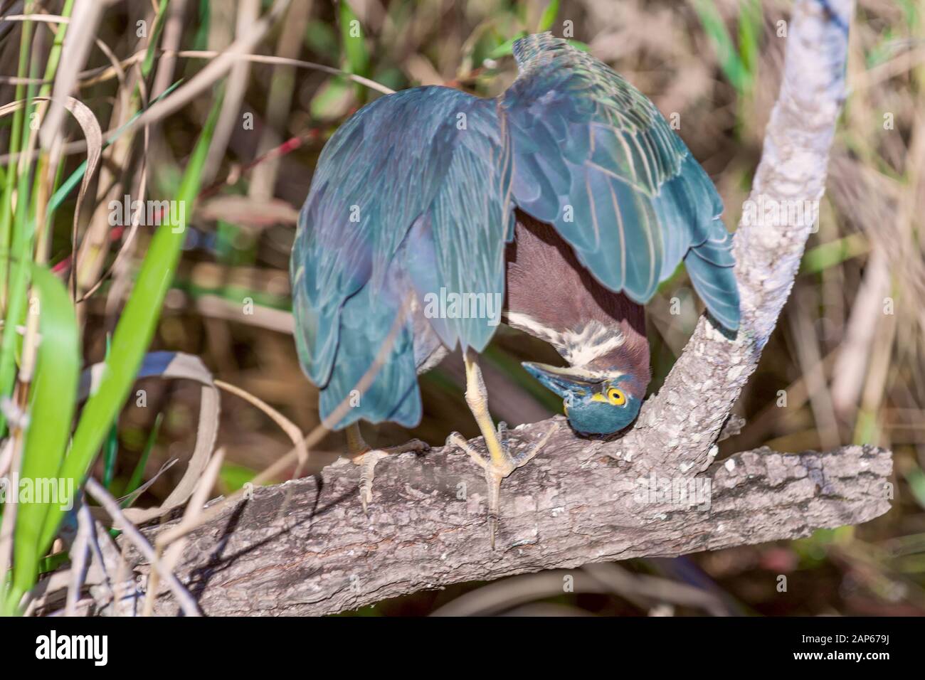 Green Heron (Butorides virescens) esaminando se stesso su un ramo di albero. Sentiero Anhinga. Parco Nazionale Delle Everglades. Florida. STATI UNITI Foto Stock