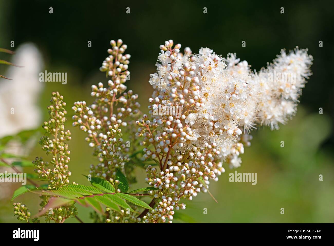 Bianco fioritura astilbe in estate Foto Stock