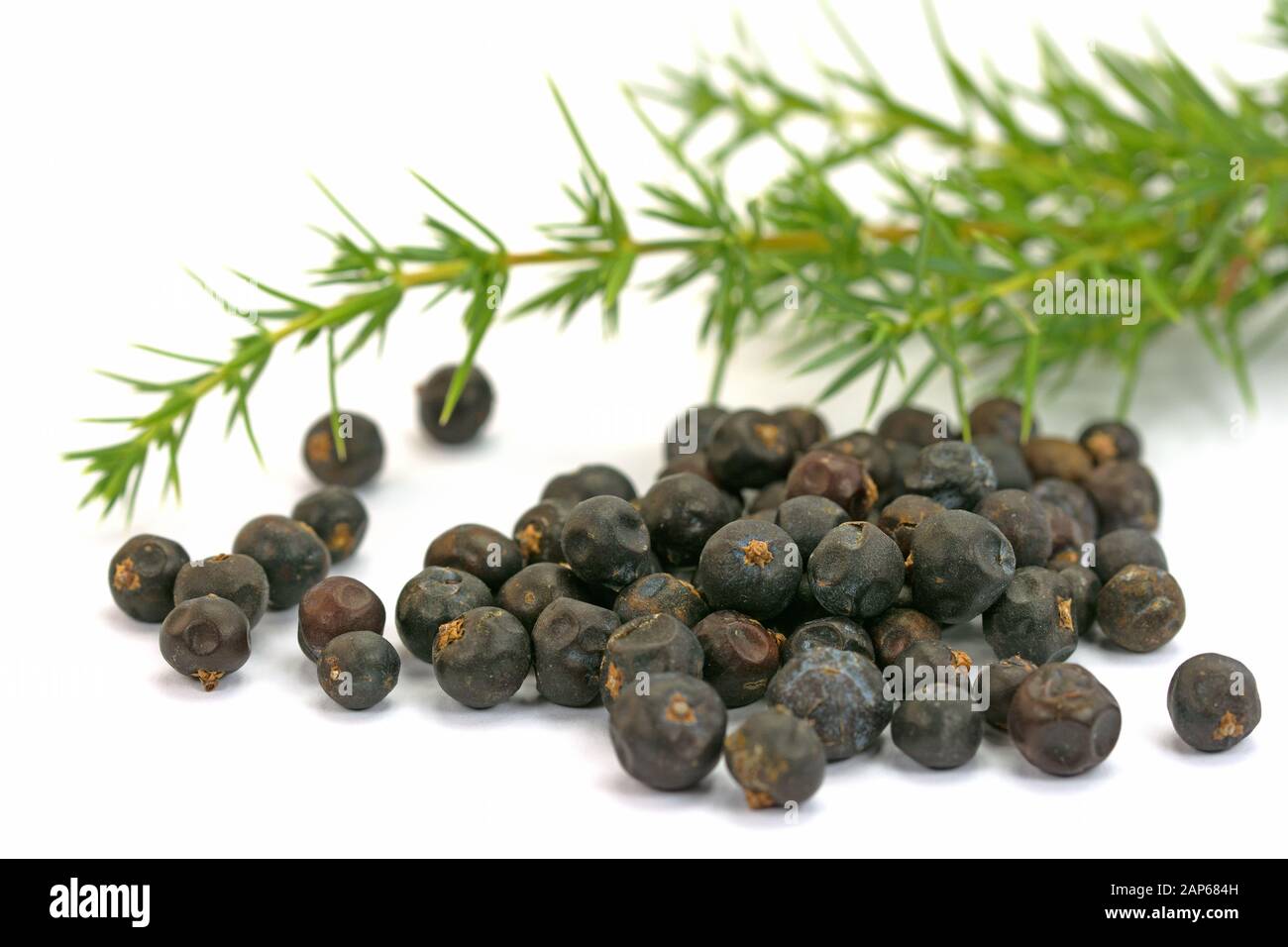 Bacche Juniper, Juniperus, su sfondo bianco Foto Stock