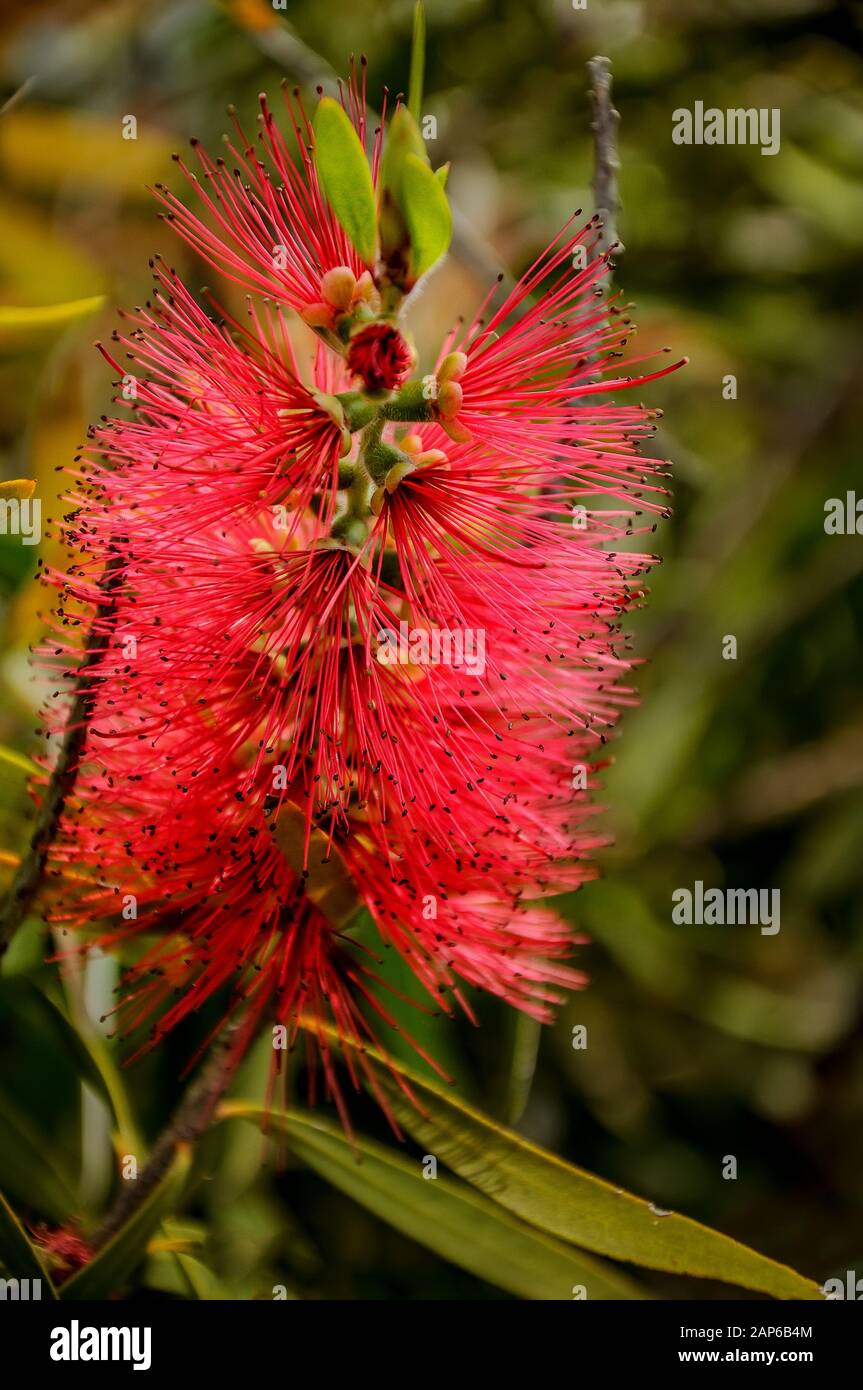 Callistemon è un genere di arbusti sempreverdi o piccoli alberi della famiglia del mirto che crescono in Australia Foto Stock