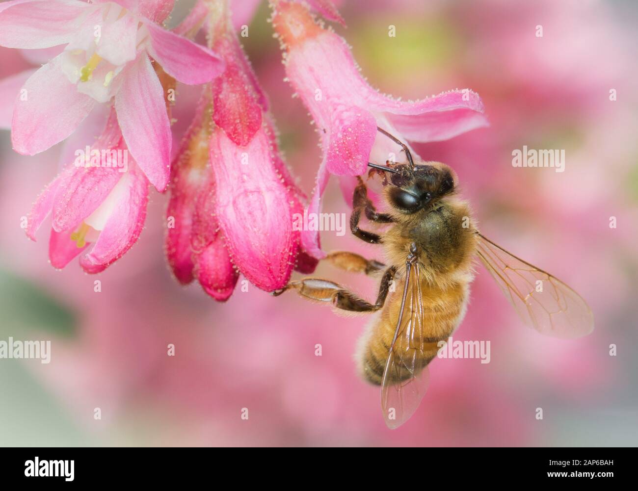 Honeybee Sul Ribes Rosso Foto Stock