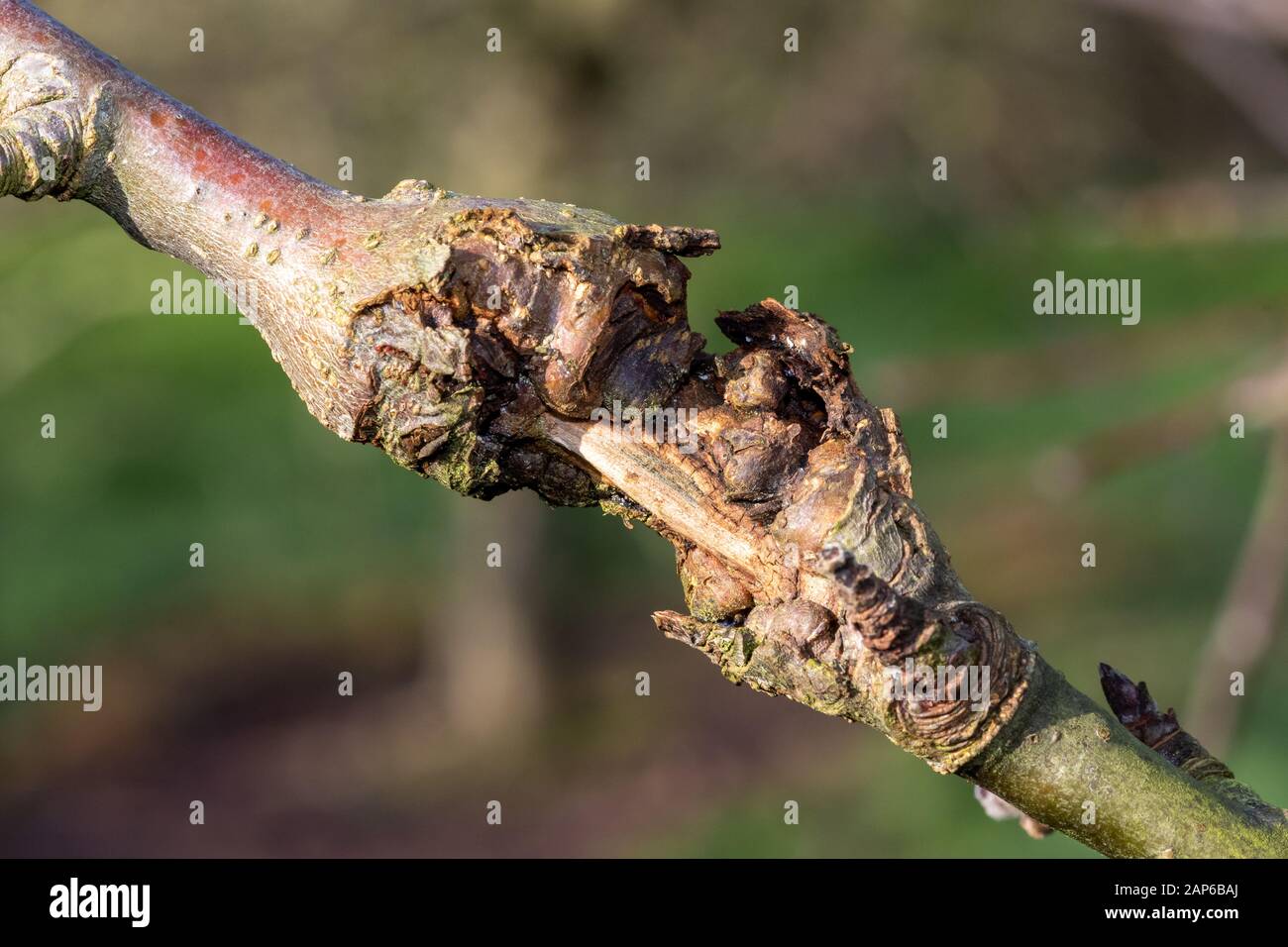 Primo piano di canker su un albero di mele Foto Stock