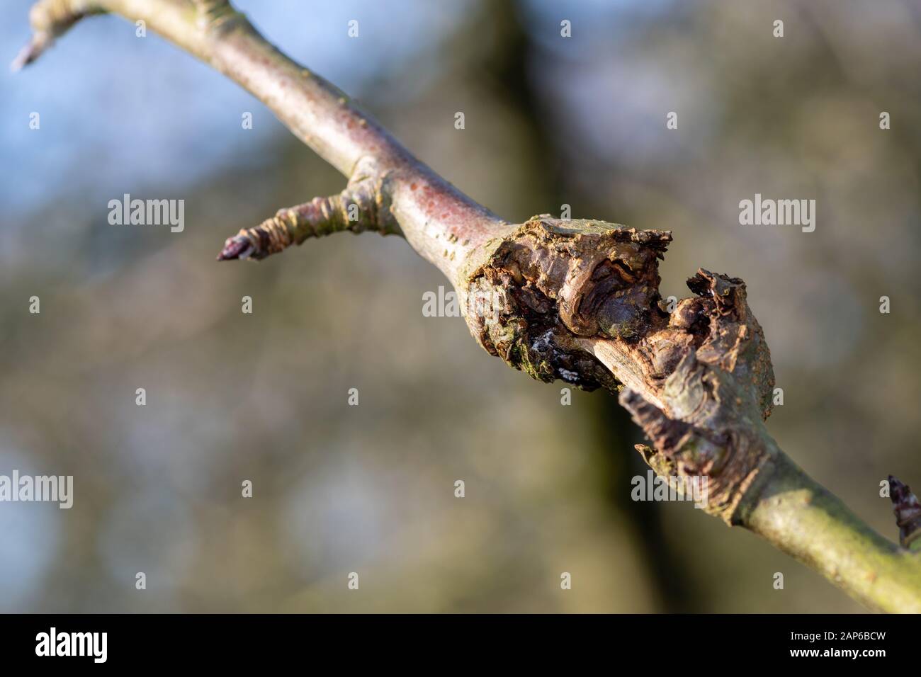 Primo piano di canker su un albero di mele Foto Stock